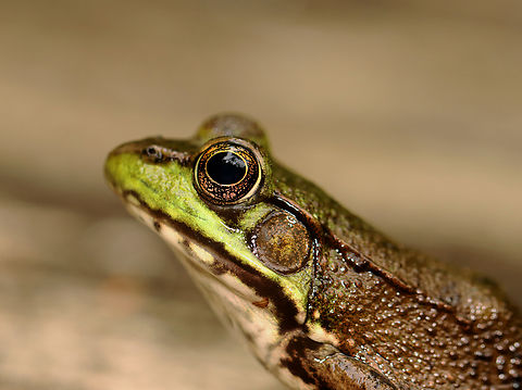 Green Frog - Lithobates clamitans I sat down next to this frog and we enjoyed nature together.

Habitat: Mesic forest
https://www.jungledragon.com/image/135787/green_frog_-_lithobates_clamitans.html Geotagged,Green frog,Lithobates clamitans,Spring,United States,frog,lithobates