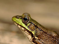 Green Frog - Lithobates clamitans I sat down next to this frog and we enjoyed nature together.<br />
<br />
Habitat: Mesic forest<br />
https://www.jungledragon.com/image/135787/green_frog_-_lithobates_clamitans.html Geotagged,Green frog,Lithobates clamitans,Spring,United States,frog,lithobates