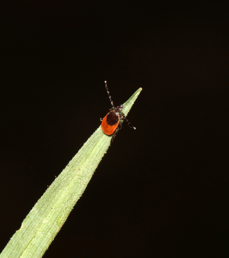 Deer Tick (Questing) - Ixodes scapularis I had 5 of these beasts on me today.<br />
<br />
Habitat: Mesic, mixed forest<br />
<figure class="photo"><a href="https://www.jungledragon.com/image/135791/deer_tick_questing_-_ixodes_scapularis.html" title="Deer Tick (Questing) - Ixodes scapularis"><img src="https://s3.amazonaws.com/media.jungledragon.com/images/3232/135791_thumb.jpg?AWSAccessKeyId=05GMT0V3GWVNE7GGM1R2&Expires=1763596810&Signature=XhDh4mKxVhvwdFi79hxaIDwO8lM%3D" width="200" height="146" alt="Deer Tick (Questing) - Ixodes scapularis I had 5 of these beasts on me today.<br />
<br />
Habitat: Mesic, mixed forest<br />
https://www.jungledragon.com/image/135790/deer_tick_questing_-_ixodes_scapularis.html Blacklegged Tick,Geotagged,Ixodes scapularis,Spring,United States,questing" /></a></figure> Blacklegged Tick,Geotagged,Ixodes scapularis,Spring,United States,deer tick,hard tick,ixodes,ixodidae,tick