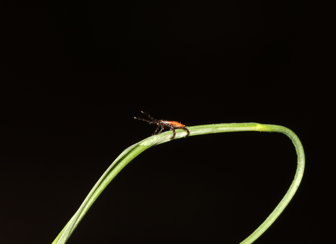 Deer Tick (Questing) - Ixodes scapularis I had 5 of these beasts on me today.<br />
<br />
Habitat: Mesic, mixed forest<br />
<figure class="photo"><a href="https://www.jungledragon.com/image/135790/deer_tick_questing_-_ixodes_scapularis.html" title="Deer Tick (Questing) - Ixodes scapularis"><img src="https://s3.amazonaws.com/media.jungledragon.com/images/3232/135790_thumb.jpg?AWSAccessKeyId=05GMT0V3GWVNE7GGM1R2&Expires=1767225610&Signature=SzyTIAwIm9WByWdsHOIkrJkOm%2BU%3D" width="136" height="152" alt="Deer Tick (Questing) - Ixodes scapularis I had 5 of these beasts on me today.<br />
<br />
Habitat: Mesic, mixed forest<br />
https://www.jungledragon.com/image/135791/deer_tick_questing_-_ixodes_scapularis.html Blacklegged Tick,Geotagged,Ixodes scapularis,Spring,United States,deer tick,hard tick,ixodes,ixodidae,tick" /></a></figure> Blacklegged Tick,Geotagged,Ixodes scapularis,Spring,United States,questing