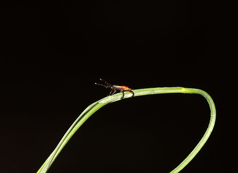 Deer Tick (Questing) - Ixodes scapularis I had 5 of these beasts on me today.

Habitat: Mesic, mixed forest
https://www.jungledragon.com/image/135790/deer_tick_questing_-_ixodes_scapularis.html Blacklegged Tick,Geotagged,Ixodes scapularis,Spring,United States,questing