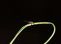Deer Tick (Questing) - Ixodes scapularis I had 5 of these beasts on me today.<br />
<br />
Habitat: Mesic, mixed forest<br />
https://www.jungledragon.com/image/135790/deer_tick_questing_-_ixodes_scapularis.html Blacklegged Tick,Geotagged,Ixodes scapularis,Spring,United States,questing