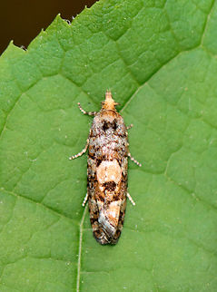 White Pine Cone Borer - Eucopina tocullionana Habitat: Mixed, mesic forest Eucopina,Eucopina tocullionana,Geotagged,Spring,Tortricidae,United States,White Pine Cone Borer,moth
