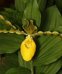 Yellow Lady's Slipper - Cypripedium parviflorum Large, yellow flower on the end of a leafy stalk. Flowers have an inflated, yellow, pouch-shaped lip petal.<br />
<br />
Habitat: Rich, mixed forest<br />
https://www.jungledragon.com/image/135796/yellow_ladys_slipper_-_cypripedium_parviflorum.html<br />
https://www.jungledragon.com/image/135798/yellow_ladys_slipper_-_cypripedium_parviflorum.html<br />
https://www.jungledragon.com/image/135797/yellow_ladys_slipper_-_cypripedium_parviflorum.html Cypripedium parviflorum,Geotagged,Spring,United States,Yellow lady's slipper