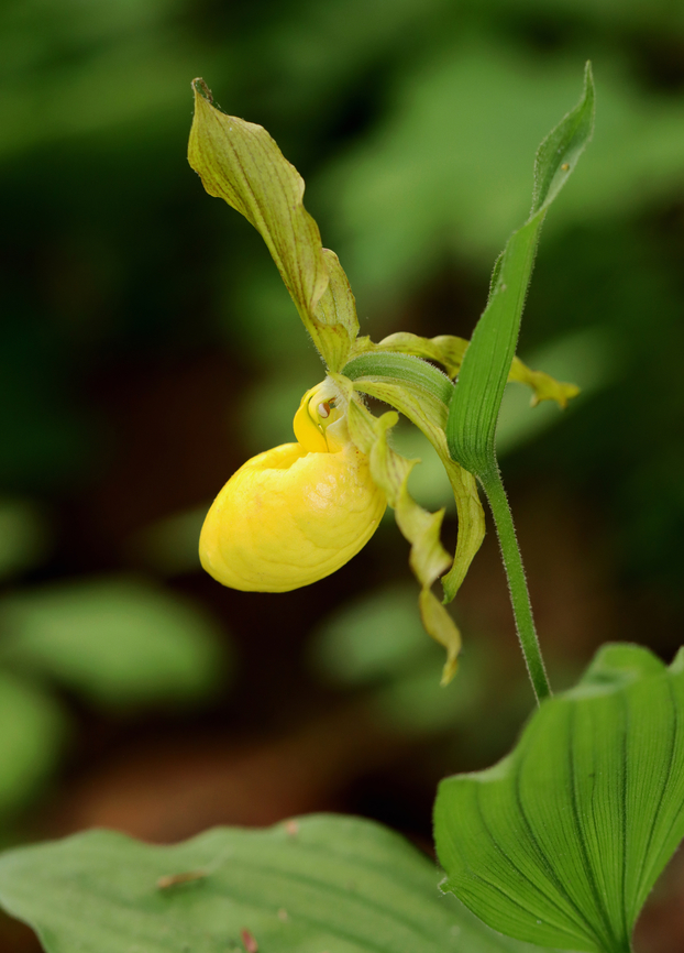 Yellow Lady's Slipper - Cypripedium parviflorum Large, yellow flower on the end of a leafy stalk. Flowers have an inflated, yellow, pouch-shaped lip petal.<br />
<br />
Habitat: Rich, mixed forest<br />
<figure class="photo"><a href="https://www.jungledragon.com/image/135796/yellow_ladys_slipper_-_cypripedium_parviflorum.html" title="Yellow Lady's Slipper - Cypripedium parviflorum"><img src="https://s3.amazonaws.com/media.jungledragon.com/images/3232/135796_thumb.jpg?AWSAccessKeyId=05GMT0V3GWVNE7GGM1R2&Expires=1770854410&Signature=mnW7AKMgihpLDn%2BjFJ%2FrGXwqy0k%3D" width="128" height="152" alt="Yellow Lady's Slipper - Cypripedium parviflorum Large, yellow flower on the end of a leafy stalk. Flowers have an inflated, yellow, pouch-shaped lip petal.<br />
<br />
Habitat: Rich, mixed forest<br />
https://www.jungledragon.com/image/135796/yellow_ladys_slipper_-_cypripedium_parviflorum.html<br />
https://www.jungledragon.com/image/135798/yellow_ladys_slipper_-_cypripedium_parviflorum.html<br />
https://www.jungledragon.com/image/135797/yellow_ladys_slipper_-_cypripedium_parviflorum.html Cypripedium parviflorum,Geotagged,Spring,United States,Yellow lady's slipper" /></a></figure><br />
<figure class="photo"><a href="https://www.jungledragon.com/image/135798/yellow_ladys_slipper_-_cypripedium_parviflorum.html" title="Yellow Lady's Slipper - Cypripedium parviflorum"><img src="https://s3.amazonaws.com/media.jungledragon.com/images/3232/135798_thumb.jpg?AWSAccessKeyId=05GMT0V3GWVNE7GGM1R2&Expires=1770854410&Signature=DQh%2FmmcEm2sR%2FLhPXhtbEe6lY8s%3D" width="200" height="150" alt="Yellow Lady's Slipper - Cypripedium parviflorum **This is my 12,000th photo on JungleDragon!***<br />
<br />
Large, yellow flower on the end of a leafy stalk. Flowers have an inflated, yellow, pouch-shaped lip petal.<br />
<br />
Habitat: Rich, mixed forest<br />
https://www.jungledragon.com/image/135796/yellow_ladys_slipper_-_cypripedium_parviflorum.html<br />
https://www.jungledragon.com/image/135798/yellow_ladys_slipper_-_cypripedium_parviflorum.html<br />
https://www.jungledragon.com/image/135797/yellow_ladys_slipper_-_cypripedium_parviflorum.html Cypripedium,Cypripedium parviflorum,Geotagged,Greater Yellow Lady's Slipper,Spring,United States,Yellow lady's slipper,lady's slipper,orchid" /></a></figure><br />
<figure class="photo"><a href="https://www.jungledragon.com/image/135797/yellow_ladys_slipper_-_cypripedium_parviflorum.html" title="Yellow Lady's Slipper - Cypripedium parviflorum"><img src="https://s3.amazonaws.com/media.jungledragon.com/images/3232/135797_thumb.jpg?AWSAccessKeyId=05GMT0V3GWVNE7GGM1R2&Expires=1770854410&Signature=Cb1ZDr3WE2B69OkbwpQW%2BypQvhY%3D" width="110" height="152" alt="Yellow Lady's Slipper - Cypripedium parviflorum Large, yellow flower on the end of a leafy stalk. Flowers have an inflated, yellow, pouch-shaped lip petal.<br />
<br />
Habitat: Rich, mixed forest<br />
https://www.jungledragon.com/image/135796/yellow_ladys_slipper_-_cypripedium_parviflorum.html<br />
https://www.jungledragon.com/image/135798/yellow_ladys_slipper_-_cypripedium_parviflorum.html<br />
https://www.jungledragon.com/image/135797/yellow_ladys_slipper_-_cypripedium_parviflorum.html Cypripedium parviflorum,Geotagged,Spring,United States,Yellow lady's slipper" /></a></figure> Cypripedium parviflorum,Geotagged,Spring,United States,Yellow lady's slipper