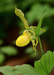 Yellow Lady's Slipper - Cypripedium parviflorum Large, yellow flower on the end of a leafy stalk. Flowers have an inflated, yellow, pouch-shaped lip petal.<br />
<br />
Habitat: Rich, mixed forest<br />
https://www.jungledragon.com/image/135796/yellow_ladys_slipper_-_cypripedium_parviflorum.html<br />
https://www.jungledragon.com/image/135798/yellow_ladys_slipper_-_cypripedium_parviflorum.html<br />
https://www.jungledragon.com/image/135797/yellow_ladys_slipper_-_cypripedium_parviflorum.html Cypripedium parviflorum,Geotagged,Spring,United States,Yellow lady's slipper