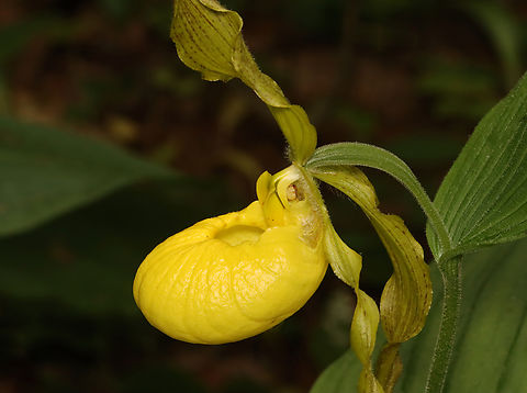 Yellow Lady's Slipper - Cypripedium parviflorum **This is my 12,000th photo on JungleDragon!***

Large, yellow flower on the end of a leafy stalk. Flowers have an inflated, yellow, pouch-shaped lip petal.

Habitat: Rich, mixed forest
https://www.jungledragon.com/image/135796/yellow_ladys_slipper_-_cypripedium_parviflorum.html
https://www.jungledragon.com/image/135798/yellow_ladys_slipper_-_cypripedium_parviflorum.html
https://www.jungledragon.com/image/135797/yellow_ladys_slipper_-_cypripedium_parviflorum.html Cypripedium,Cypripedium parviflorum,Geotagged,Greater Yellow Lady's Slipper,Spring,United States,Yellow lady's slipper,lady's slipper,orchid