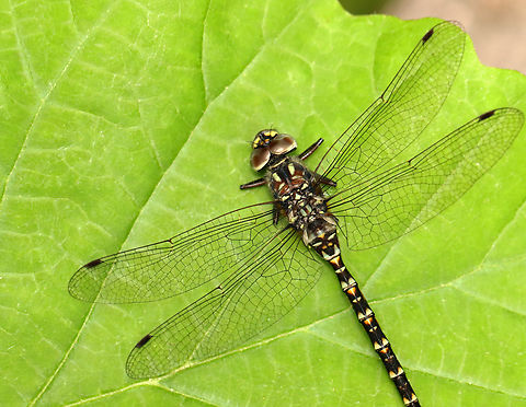 Harlequin Darner