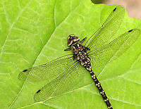 Harlequin Darner - Gomphaeschna furcillata Habitat: Pondside<br />
https://www.jungledragon.com/image/154369/harlequin_darner_-_gomphaeschna_furcillata.html<br />
https://www.jungledragon.com/image/135799/harlequin_darner_-_gomphaeschna_furcillata.html<br />
https://www.jungledragon.com/image/154368/harlequin_darner_-_gomphaeschna_furcillata.html Geotagged,Gomphaeschna,Gomphaeschna furcillata,Odonata,Spring,United States,darner,dragonfly,pygmy darner