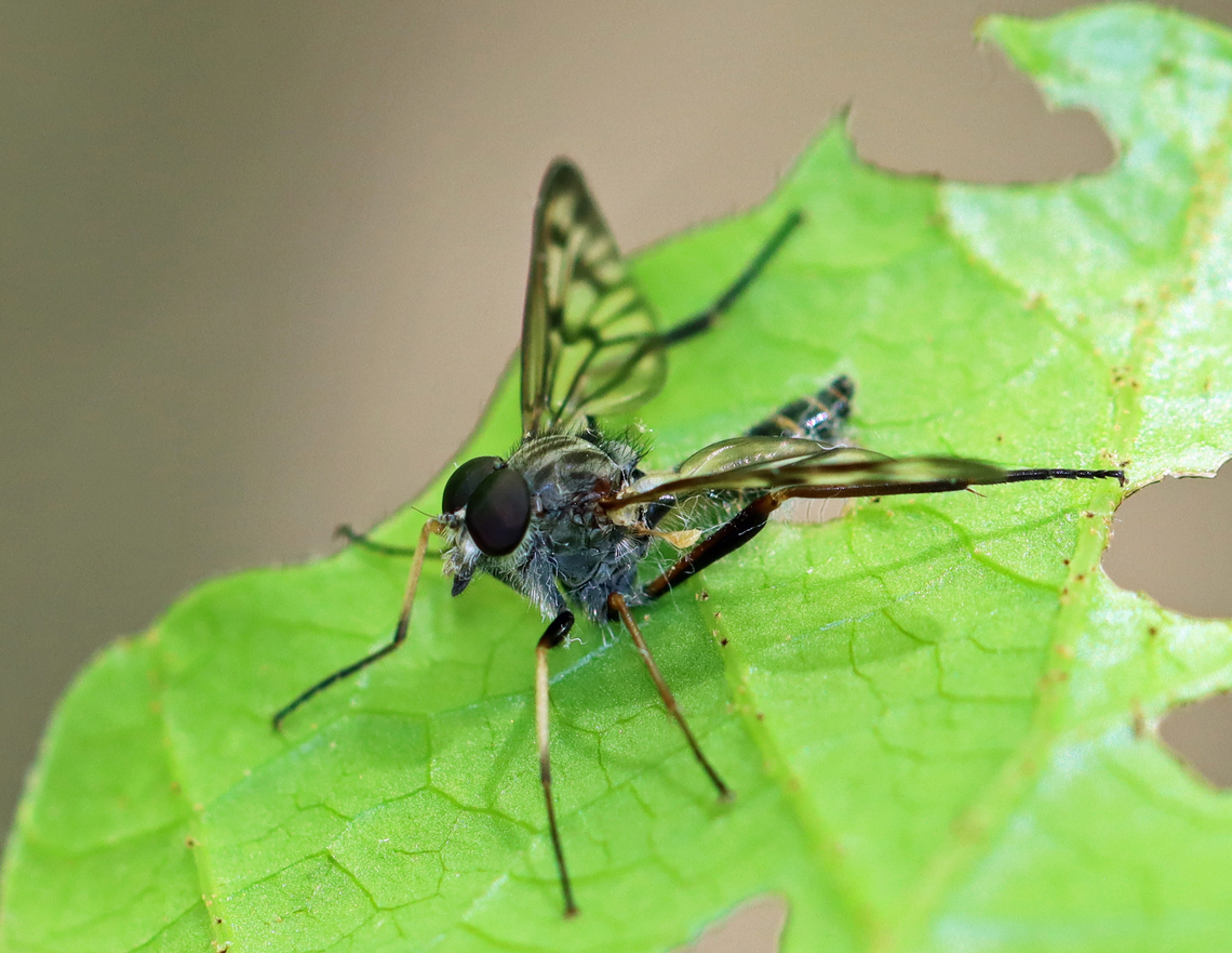 Common Snipe Fly - Rhagio mystaceus This fly was dead and stuck to a leaf. I took it home and photographed the fungal growth 4 days later.<br />
<br />
Habitat: Deciduous forest; there was an abundance of them in these woods<br />
<figure class="photo"><a href="https://www.jungledragon.com/image/135936/common_snipe_fly_-_rhagio_mystaceus.html" title="Common Snipe Fly - Rhagio mystaceus"><img src="https://s3.amazonaws.com/media.jungledragon.com/images/3232/135936_thumb.jpg?AWSAccessKeyId=05GMT0V3GWVNE7GGM1R2&Expires=1767225610&Signature=qeUBE4x64nOA6GsUlactCaikpqE%3D" width="134" height="152" alt="Common Snipe Fly - Rhagio mystaceus This fly was dead and stuck to a leaf. I took it home and photographed the fungal growth 4 days later.<br />
<br />
Habitat: Deciduous forest; there was an abundance of them in these woods<br />
https://www.jungledragon.com/image/135935/common_snipe_fly_-_rhagio_mystaceus.html Down-looker fly,Geotagged,Rhagio mystaceus,Spring,United States" /></a></figure> Down-looker fly,Geotagged,Rhagio mystaceus,Rhagionidae,Spring,United States,fly,snipe fly