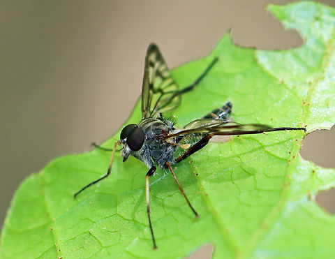 Common Snipe Fly - Rhagio mystaceus This fly was dead and stuck to a leaf. I took it home and photographed the fungal growth 4 days later.

Habitat: Deciduous forest; there was an abundance of them in these woods
https://www.jungledragon.com/image/135936/common_snipe_fly_-_rhagio_mystaceus.html Down-looker fly,Geotagged,Rhagio mystaceus,Rhagionidae,Spring,United States,fly,snipe fly