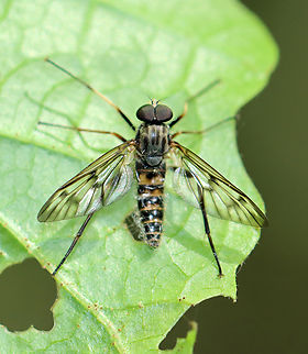 Common Snipe Fly - Rhagio mystaceus This fly was dead and stuck to a leaf. I took it home and photographed the fungal growth 4 days later.

Habitat: Deciduous forest; there was an abundance of them in these woods
https://www.jungledragon.com/image/135935/common_snipe_fly_-_rhagio_mystaceus.html Down-looker fly,Geotagged,Rhagio mystaceus,Spring,United States