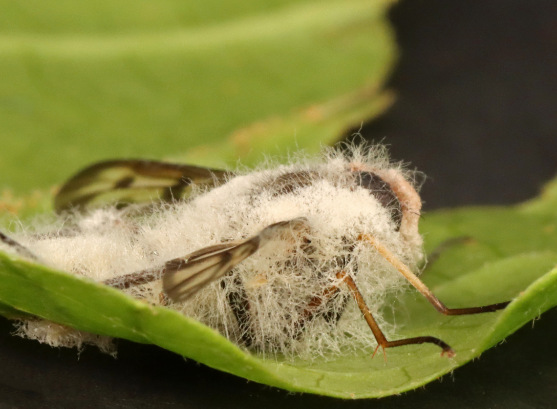 Furia ithacensis - Pathogenic Fungus on Snipe Fly (Rhagio mystaceus) Furia ithacensis is a species of pathogenic fungus that causes a fatal disease in flies, specifically snipe flies.<br />
<br />
Habitat: Found glued to a leaf in a deciduous forest; I took it home to observe and photograph the growth of the fungus. I intended to photograph it at 24, 48, and 72 hours...but, I was too busy and only photographed it this one time (4 days after collection with the last 24 hours in the refrigerator).<br />
<br />
Here's what it looked like when I first found it in the woods:<br />
<figure class="photo"><a href="https://www.jungledragon.com/image/135935/common_snipe_fly_-_rhagio_mystaceus.html" title="Common Snipe Fly - Rhagio mystaceus"><img src="https://s3.amazonaws.com/media.jungledragon.com/images/3232/135935_thumb.jpg?AWSAccessKeyId=05GMT0V3GWVNE7GGM1R2&Expires=1759968010&Signature=QvsNz1dvsBQBd0%2FJsr4D0AKSCSY%3D" width="200" height="156" alt="Common Snipe Fly - Rhagio mystaceus This fly was dead and stuck to a leaf. I took it home and photographed the fungal growth 4 days later.<br />
<br />
Habitat: Deciduous forest; there was an abundance of them in these woods<br />
https://www.jungledragon.com/image/135936/common_snipe_fly_-_rhagio_mystaceus.html Down-looker fly,Geotagged,Rhagio mystaceus,Rhagionidae,Spring,United States,fly,snipe fly" /></a></figure><br />
<br />
At 4 days post-collection:<br />
<figure class="photo"><a href="https://www.jungledragon.com/image/135940/furia_ithacensis_-_pathogenic_fungus_on_snipe_fly_rhagio_mystaceus.html" title="Furia ithacensis - Pathogenic Fungus on Snipe Fly (Rhagio mystaceus)"><img src="https://s3.amazonaws.com/media.jungledragon.com/images/3232/135940_thumb.jpg?AWSAccessKeyId=05GMT0V3GWVNE7GGM1R2&Expires=1759968010&Signature=e1L%2FZ%2FutEZDwncIIRCGCIGV%2B%2FsA%3D" width="200" height="138" alt="Furia ithacensis - Pathogenic Fungus on Snipe Fly (Rhagio mystaceus) Furia ithacensis is a species of pathogenic fungus that causes a fatal disease in flies, specifically snipe flies.<br />
<br />
Habitat: Found glued to a leaf in a deciduous forest; I took it home to observe and photograph the growth of the fungus. I intended to photograph it at 24, 48, and 72 hours...but, I was too busy and only photographed it this one time (4 days after collection with the last 24 hours in the refrigerator).<br />
<br />
Here's what it looked like when I first found it in the woods:<br />
https://www.jungledragon.com/image/135935/common_snipe_fly_-_rhagio_mystaceus.html<br />
<br />
At 4 days post-collection:<br />
https://www.jungledragon.com/image/135940/furia_ithacensis_-_pathogenic_fungus_on_snipe_fly_rhagio_mystaceus.html<br />
https://www.jungledragon.com/image/135939/furia_ithacensis_-_pathogenic_fungus_on_snipe_fly_rhagio_mystaceus.html<br />
https://www.jungledragon.com/image/135938/furia_ithacensis_-_pathogenic_fungus_on_snipe_fly_rhagio_mystaceus.html<br />
https://www.jungledragon.com/image/135937/furia_ithacensis_-_pathogenic_fungus_on_snipe_fly_rhagio_mystaceus.html<br />
Furia ithacensis,Geotagged,Pathogenic Fungus,Spring,United States,fungus,furia,rhagio,snipe fly" /></a></figure><br />
<figure class="photo"><a href="https://www.jungledragon.com/image/135939/furia_ithacensis_-_pathogenic_fungus_on_snipe_fly_rhagio_mystaceus.html" title="Furia ithacensis - Pathogenic Fungus on Snipe Fly (Rhagio mystaceus)"><img src="https://s3.amazonaws.com/media.jungledragon.com/images/3232/135939_thumb.jpg?AWSAccessKeyId=05GMT0V3GWVNE7GGM1R2&Expires=1759968010&Signature=aVmWvTBLlt%2BenIh%2BJw4YRtVOZMw%3D" width="200" height="164" alt="Furia ithacensis - Pathogenic Fungus on Snipe Fly (Rhagio mystaceus) Furia ithacensis is a species of pathogenic fungus that causes a fatal disease in flies, specifically snipe flies.<br />
<br />
Habitat: Found glued to a leaf in a deciduous forest; I took it home to observe and photograph the growth of the fungus. I intended to photograph it at 24, 48, and 72 hours...but, I was too busy and only photographed it this one time (4 days after collection with the last 24 hours in the refrigerator).<br />
<br />
Here's what it looked like when I first found it in the woods:<br />
https://www.jungledragon.com/image/135935/common_snipe_fly_-_rhagio_mystaceus.html<br />
<br />
At 4 days post-collection:<br />
https://www.jungledragon.com/image/135940/furia_ithacensis_-_pathogenic_fungus_on_snipe_fly_rhagio_mystaceus.html<br />
https://www.jungledragon.com/image/135939/furia_ithacensis_-_pathogenic_fungus_on_snipe_fly_rhagio_mystaceus.html<br />
https://www.jungledragon.com/image/135938/furia_ithacensis_-_pathogenic_fungus_on_snipe_fly_rhagio_mystaceus.html<br />
https://www.jungledragon.com/image/135937/furia_ithacensis_-_pathogenic_fungus_on_snipe_fly_rhagio_mystaceus.html<br />
Furia ithacensis,Geotagged,Spring,United States" /></a></figure><br />
<figure class="photo"><a href="https://www.jungledragon.com/image/135938/furia_ithacensis_-_pathogenic_fungus_on_snipe_fly_rhagio_mystaceus.html" title="Furia ithacensis - Pathogenic Fungus on Snipe Fly (Rhagio mystaceus)"><img src="https://s3.amazonaws.com/media.jungledragon.com/images/3232/135938_thumb.jpg?AWSAccessKeyId=05GMT0V3GWVNE7GGM1R2&Expires=1759968010&Signature=V%2F7i48U6bOjWMD2GweorOUQ2a2s%3D" width="200" height="150" alt="Furia ithacensis - Pathogenic Fungus on Snipe Fly (Rhagio mystaceus) Furia ithacensis is a species of pathogenic fungus that causes a fatal disease in flies, specifically snipe flies.<br />
<br />
Habitat: Found glued to a leaf in a deciduous forest; I took it home to observe and photograph the growth of the fungus. I intended to photograph it at 24, 48, and 72 hours...but, I was too busy and only photographed it this one time (4 days after collection with the last 24 hours in the refrigerator).<br />
<br />
Here's what it looked like when I first found it in the woods:<br />
https://www.jungledragon.com/image/135935/common_snipe_fly_-_rhagio_mystaceus.html<br />
<br />
At 4 days post-collection:<br />
https://www.jungledragon.com/image/135940/furia_ithacensis_-_pathogenic_fungus_on_snipe_fly_rhagio_mystaceus.html<br />
https://www.jungledragon.com/image/135939/furia_ithacensis_-_pathogenic_fungus_on_snipe_fly_rhagio_mystaceus.html<br />
https://www.jungledragon.com/image/135938/furia_ithacensis_-_pathogenic_fungus_on_snipe_fly_rhagio_mystaceus.html<br />
https://www.jungledragon.com/image/135937/furia_ithacensis_-_pathogenic_fungus_on_snipe_fly_rhagio_mystaceus.html<br />
Furia ithacensis,Geotagged,Spring,United States" /></a></figure><br />
<figure class="photo"><a href="https://www.jungledragon.com/image/135937/furia_ithacensis_-_pathogenic_fungus_on_snipe_fly_rhagio_mystaceus.html" title="Furia ithacensis - Pathogenic Fungus on Snipe Fly (Rhagio mystaceus)"><img src="https://s3.amazonaws.com/media.jungledragon.com/images/3232/135937_thumb.jpg?AWSAccessKeyId=05GMT0V3GWVNE7GGM1R2&Expires=1759968010&Signature=yGTUa0QK63%2BNyaPqb8%2Fbu4psFpI%3D" width="200" height="148" alt="Furia ithacensis - Pathogenic Fungus on Snipe Fly (Rhagio mystaceus) Furia ithacensis is a species of pathogenic fungus that causes a fatal disease in flies, specifically snipe flies.<br />
<br />
Habitat: Found glued to a leaf in a deciduous forest; I took it home to observe and photograph the growth of the fungus. I intended to photograph it at 24, 48, and 72 hours...but, I was too busy and only photographed it this one time (4 days after collection with the last 24 hours in the refrigerator).<br />
<br />
Here's what it looked like when I first found it in the woods:<br />
https://www.jungledragon.com/image/135935/common_snipe_fly_-_rhagio_mystaceus.html<br />
<br />
At 4 days post-collection:<br />
https://www.jungledragon.com/image/135940/furia_ithacensis_-_pathogenic_fungus_on_snipe_fly_rhagio_mystaceus.html<br />
https://www.jungledragon.com/image/135939/furia_ithacensis_-_pathogenic_fungus_on_snipe_fly_rhagio_mystaceus.html<br />
https://www.jungledragon.com/image/135938/furia_ithacensis_-_pathogenic_fungus_on_snipe_fly_rhagio_mystaceus.html<br />
https://www.jungledragon.com/image/135937/furia_ithacensis_-_pathogenic_fungus_on_snipe_fly_rhagio_mystaceus.html<br />
Furia ithacensis,Geotagged,Spring,United States" /></a></figure><br />
Furia ithacensis,Geotagged,Spring,United States
