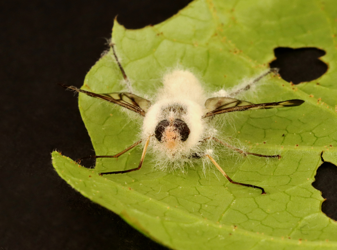 Furia ithacensis - Pathogenic Fungus on Snipe Fly (Rhagio mystaceus) Furia ithacensis is a species of pathogenic fungus that causes a fatal disease in flies, specifically snipe flies.<br />
<br />
Habitat: Found glued to a leaf in a deciduous forest; I took it home to observe and photograph the growth of the fungus. I intended to photograph it at 24, 48, and 72 hours...but, I was too busy and only photographed it this one time (4 days after collection with the last 24 hours in the refrigerator).<br />
<br />
Here&#039;s what it looked like when I first found it in the woods:<br />
<figure class="photo"><a href="https://www.jungledragon.com/image/135935/common_snipe_fly_-_rhagio_mystaceus.html" title="Common Snipe Fly - Rhagio mystaceus"><img src="https://s3.amazonaws.com/media.jungledragon.com/images/3232/135935_thumb.jpg?AWSAccessKeyId=05GMT0V3GWVNE7GGM1R2&Expires=1767225610&Signature=tevsfoCaCCKQOdXFfKa1HJYFExI%3D" width="200" height="156" alt="Common Snipe Fly - Rhagio mystaceus This fly was dead and stuck to a leaf. I took it home and photographed the fungal growth 4 days later.<br />
<br />
Habitat: Deciduous forest; there was an abundance of them in these woods<br />
https://www.jungledragon.com/image/135936/common_snipe_fly_-_rhagio_mystaceus.html Down-looker fly,Geotagged,Rhagio mystaceus,Rhagionidae,Spring,United States,fly,snipe fly" /></a></figure><br />
<br />
At 4 days post-collection:<br />
<figure class="photo"><a href="https://www.jungledragon.com/image/135940/furia_ithacensis_-_pathogenic_fungus_on_snipe_fly_rhagio_mystaceus.html" title="Furia ithacensis - Pathogenic Fungus on Snipe Fly (Rhagio mystaceus)"><img src="https://s3.amazonaws.com/media.jungledragon.com/images/3232/135940_thumb.jpg?AWSAccessKeyId=05GMT0V3GWVNE7GGM1R2&Expires=1767225610&Signature=yPq1FM%2B90Ri%2B8e2HeXAlfZh%2BtUI%3D" width="200" height="138" alt="Furia ithacensis - Pathogenic Fungus on Snipe Fly (Rhagio mystaceus) Furia ithacensis is a species of pathogenic fungus that causes a fatal disease in flies, specifically snipe flies.<br />
<br />
Habitat: Found glued to a leaf in a deciduous forest; I took it home to observe and photograph the growth of the fungus. I intended to photograph it at 24, 48, and 72 hours...but, I was too busy and only photographed it this one time (4 days after collection with the last 24 hours in the refrigerator).<br />
<br />
Here&#039;s what it looked like when I first found it in the woods:<br />
https://www.jungledragon.com/image/135935/common_snipe_fly_-_rhagio_mystaceus.html<br />
<br />
At 4 days post-collection:<br />
https://www.jungledragon.com/image/135940/furia_ithacensis_-_pathogenic_fungus_on_snipe_fly_rhagio_mystaceus.html<br />
https://www.jungledragon.com/image/135939/furia_ithacensis_-_pathogenic_fungus_on_snipe_fly_rhagio_mystaceus.html<br />
https://www.jungledragon.com/image/135938/furia_ithacensis_-_pathogenic_fungus_on_snipe_fly_rhagio_mystaceus.html<br />
https://www.jungledragon.com/image/135937/furia_ithacensis_-_pathogenic_fungus_on_snipe_fly_rhagio_mystaceus.html<br />
 Furia ithacensis,Geotagged,Pathogenic Fungus,Spring,United States,fungus,furia,rhagio,snipe fly" /></a></figure><br />
<figure class="photo"><a href="https://www.jungledragon.com/image/135939/furia_ithacensis_-_pathogenic_fungus_on_snipe_fly_rhagio_mystaceus.html" title="Furia ithacensis - Pathogenic Fungus on Snipe Fly (Rhagio mystaceus)"><img src="https://s3.amazonaws.com/media.jungledragon.com/images/3232/135939_thumb.jpg?AWSAccessKeyId=05GMT0V3GWVNE7GGM1R2&Expires=1767225610&Signature=aXa9rB%2FbXIRp2j%2FYwQ5E%2FYk34fQ%3D" width="200" height="164" alt="Furia ithacensis - Pathogenic Fungus on Snipe Fly (Rhagio mystaceus) Furia ithacensis is a species of pathogenic fungus that causes a fatal disease in flies, specifically snipe flies.<br />
<br />
Habitat: Found glued to a leaf in a deciduous forest; I took it home to observe and photograph the growth of the fungus. I intended to photograph it at 24, 48, and 72 hours...but, I was too busy and only photographed it this one time (4 days after collection with the last 24 hours in the refrigerator).<br />
<br />
Here&#039;s what it looked like when I first found it in the woods:<br />
https://www.jungledragon.com/image/135935/common_snipe_fly_-_rhagio_mystaceus.html<br />
<br />
At 4 days post-collection:<br />
https://www.jungledragon.com/image/135940/furia_ithacensis_-_pathogenic_fungus_on_snipe_fly_rhagio_mystaceus.html<br />
https://www.jungledragon.com/image/135939/furia_ithacensis_-_pathogenic_fungus_on_snipe_fly_rhagio_mystaceus.html<br />
https://www.jungledragon.com/image/135938/furia_ithacensis_-_pathogenic_fungus_on_snipe_fly_rhagio_mystaceus.html<br />
https://www.jungledragon.com/image/135937/furia_ithacensis_-_pathogenic_fungus_on_snipe_fly_rhagio_mystaceus.html<br />
 Furia ithacensis,Geotagged,Spring,United States" /></a></figure><br />
<figure class="photo"><a href="https://www.jungledragon.com/image/135938/furia_ithacensis_-_pathogenic_fungus_on_snipe_fly_rhagio_mystaceus.html" title="Furia ithacensis - Pathogenic Fungus on Snipe Fly (Rhagio mystaceus)"><img src="https://s3.amazonaws.com/media.jungledragon.com/images/3232/135938_thumb.jpg?AWSAccessKeyId=05GMT0V3GWVNE7GGM1R2&Expires=1767225610&Signature=jikh66UZ1YFh1706quKGrPwLV5o%3D" width="200" height="150" alt="Furia ithacensis - Pathogenic Fungus on Snipe Fly (Rhagio mystaceus) Furia ithacensis is a species of pathogenic fungus that causes a fatal disease in flies, specifically snipe flies.<br />
<br />
Habitat: Found glued to a leaf in a deciduous forest; I took it home to observe and photograph the growth of the fungus. I intended to photograph it at 24, 48, and 72 hours...but, I was too busy and only photographed it this one time (4 days after collection with the last 24 hours in the refrigerator).<br />
<br />
Here&#039;s what it looked like when I first found it in the woods:<br />
https://www.jungledragon.com/image/135935/common_snipe_fly_-_rhagio_mystaceus.html<br />
<br />
At 4 days post-collection:<br />
https://www.jungledragon.com/image/135940/furia_ithacensis_-_pathogenic_fungus_on_snipe_fly_rhagio_mystaceus.html<br />
https://www.jungledragon.com/image/135939/furia_ithacensis_-_pathogenic_fungus_on_snipe_fly_rhagio_mystaceus.html<br />
https://www.jungledragon.com/image/135938/furia_ithacensis_-_pathogenic_fungus_on_snipe_fly_rhagio_mystaceus.html<br />
https://www.jungledragon.com/image/135937/furia_ithacensis_-_pathogenic_fungus_on_snipe_fly_rhagio_mystaceus.html<br />
 Furia ithacensis,Geotagged,Spring,United States" /></a></figure><br />
<figure class="photo"><a href="https://www.jungledragon.com/image/135937/furia_ithacensis_-_pathogenic_fungus_on_snipe_fly_rhagio_mystaceus.html" title="Furia ithacensis - Pathogenic Fungus on Snipe Fly (Rhagio mystaceus)"><img src="https://s3.amazonaws.com/media.jungledragon.com/images/3232/135937_thumb.jpg?AWSAccessKeyId=05GMT0V3GWVNE7GGM1R2&Expires=1767225610&Signature=dJJmU9W0gIyWJ5ZnUDZ3EqLySj0%3D" width="200" height="148" alt="Furia ithacensis - Pathogenic Fungus on Snipe Fly (Rhagio mystaceus) Furia ithacensis is a species of pathogenic fungus that causes a fatal disease in flies, specifically snipe flies.<br />
<br />
Habitat: Found glued to a leaf in a deciduous forest; I took it home to observe and photograph the growth of the fungus. I intended to photograph it at 24, 48, and 72 hours...but, I was too busy and only photographed it this one time (4 days after collection with the last 24 hours in the refrigerator).<br />
<br />
Here&#039;s what it looked like when I first found it in the woods:<br />
https://www.jungledragon.com/image/135935/common_snipe_fly_-_rhagio_mystaceus.html<br />
<br />
At 4 days post-collection:<br />
https://www.jungledragon.com/image/135940/furia_ithacensis_-_pathogenic_fungus_on_snipe_fly_rhagio_mystaceus.html<br />
https://www.jungledragon.com/image/135939/furia_ithacensis_-_pathogenic_fungus_on_snipe_fly_rhagio_mystaceus.html<br />
https://www.jungledragon.com/image/135938/furia_ithacensis_-_pathogenic_fungus_on_snipe_fly_rhagio_mystaceus.html<br />
https://www.jungledragon.com/image/135937/furia_ithacensis_-_pathogenic_fungus_on_snipe_fly_rhagio_mystaceus.html<br />
 Furia ithacensis,Geotagged,Spring,United States" /></a></figure><br />
 Furia ithacensis,Geotagged,Spring,United States