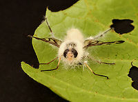 Furia ithacensis - Pathogenic Fungus on Snipe Fly (Rhagio mystaceus) Furia ithacensis is a species of pathogenic fungus that causes a fatal disease in flies, specifically snipe flies.<br />
<br />
Habitat: Found glued to a leaf in a deciduous forest; I took it home to observe and photograph the growth of the fungus. I intended to photograph it at 24, 48, and 72 hours...but, I was too busy and only photographed it this one time (4 days after collection with the last 24 hours in the refrigerator).<br />
<br />
Here's what it looked like when I first found it in the woods:<br />
https://www.jungledragon.com/image/135935/common_snipe_fly_-_rhagio_mystaceus.html<br />
<br />
At 4 days post-collection:<br />
https://www.jungledragon.com/image/135940/furia_ithacensis_-_pathogenic_fungus_on_snipe_fly_rhagio_mystaceus.html<br />
https://www.jungledragon.com/image/135939/furia_ithacensis_-_pathogenic_fungus_on_snipe_fly_rhagio_mystaceus.html<br />
https://www.jungledragon.com/image/135938/furia_ithacensis_-_pathogenic_fungus_on_snipe_fly_rhagio_mystaceus.html<br />
https://www.jungledragon.com/image/135937/furia_ithacensis_-_pathogenic_fungus_on_snipe_fly_rhagio_mystaceus.html<br />
 Furia ithacensis,Geotagged,Spring,United States