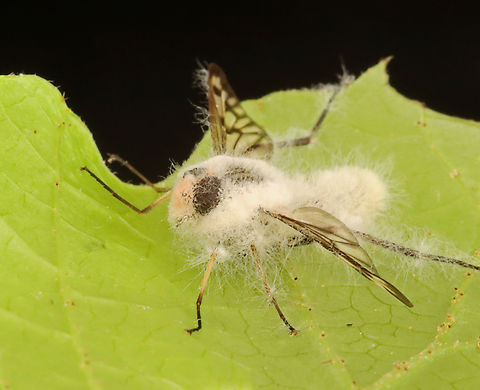 Furia ithacensis - Pathogenic Fungus on Snipe Fly (Rhagio mystaceus) Furia ithacensis is a species of pathogenic fungus that causes a fatal disease in flies, specifically snipe flies.

Habitat: Found glued to a leaf in a deciduous forest; I took it home to observe and photograph the growth of the fungus. I intended to photograph it at 24, 48, and 72 hours...but, I was too busy and only photographed it this one time (4 days after collection with the last 24 hours in the refrigerator).

Here's what it looked like when I first found it in the woods:
https://www.jungledragon.com/image/135935/common_snipe_fly_-_rhagio_mystaceus.html

At 4 days post-collection:
https://www.jungledragon.com/image/135940/furia_ithacensis_-_pathogenic_fungus_on_snipe_fly_rhagio_mystaceus.html
https://www.jungledragon.com/image/135939/furia_ithacensis_-_pathogenic_fungus_on_snipe_fly_rhagio_mystaceus.html
https://www.jungledragon.com/image/135938/furia_ithacensis_-_pathogenic_fungus_on_snipe_fly_rhagio_mystaceus.html
https://www.jungledragon.com/image/135937/furia_ithacensis_-_pathogenic_fungus_on_snipe_fly_rhagio_mystaceus.html
 Furia ithacensis,Geotagged,Spring,United States