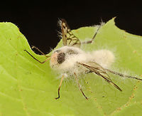 Furia ithacensis - Pathogenic Fungus on Snipe Fly (Rhagio mystaceus) Furia ithacensis is a species of pathogenic fungus that causes a fatal disease in flies, specifically snipe flies.<br />
<br />
Habitat: Found glued to a leaf in a deciduous forest; I took it home to observe and photograph the growth of the fungus. I intended to photograph it at 24, 48, and 72 hours...but, I was too busy and only photographed it this one time (4 days after collection with the last 24 hours in the refrigerator).<br />
<br />
Here's what it looked like when I first found it in the woods:<br />
https://www.jungledragon.com/image/135935/common_snipe_fly_-_rhagio_mystaceus.html<br />
<br />
At 4 days post-collection:<br />
https://www.jungledragon.com/image/135940/furia_ithacensis_-_pathogenic_fungus_on_snipe_fly_rhagio_mystaceus.html<br />
https://www.jungledragon.com/image/135939/furia_ithacensis_-_pathogenic_fungus_on_snipe_fly_rhagio_mystaceus.html<br />
https://www.jungledragon.com/image/135938/furia_ithacensis_-_pathogenic_fungus_on_snipe_fly_rhagio_mystaceus.html<br />
https://www.jungledragon.com/image/135937/furia_ithacensis_-_pathogenic_fungus_on_snipe_fly_rhagio_mystaceus.html<br />
 Furia ithacensis,Geotagged,Spring,United States