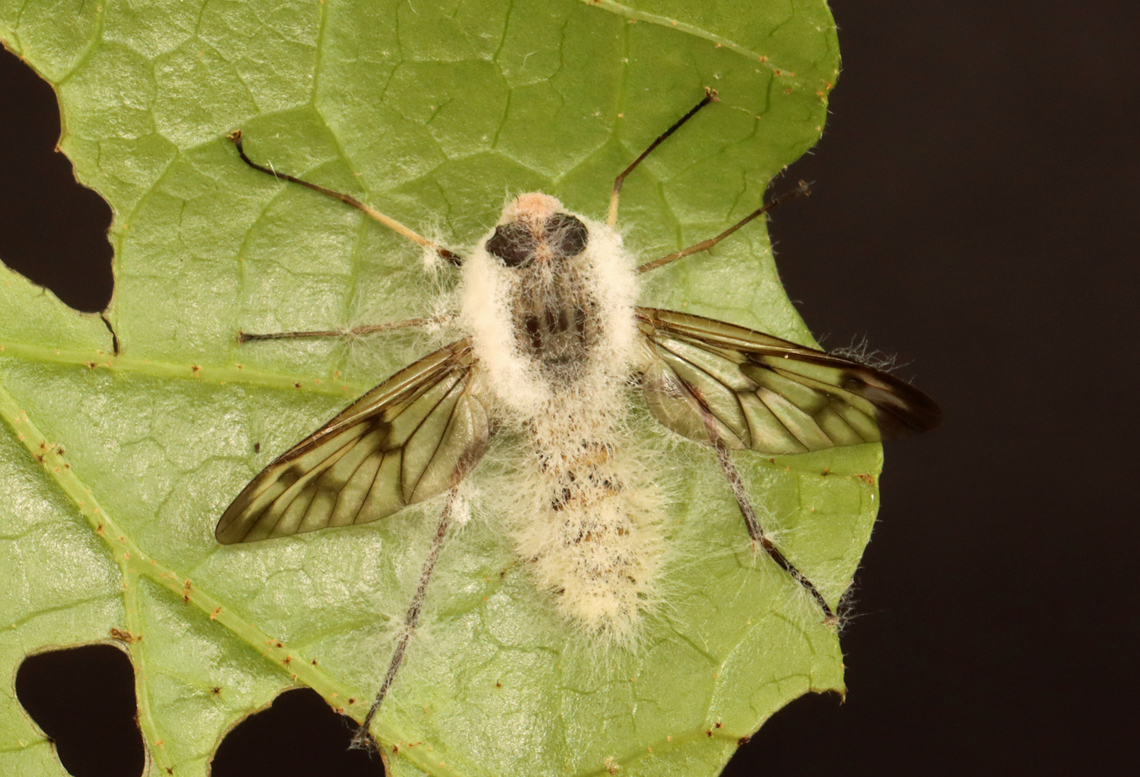 Furia ithacensis - Pathogenic Fungus on Snipe Fly (Rhagio mystaceus) Furia ithacensis is a species of pathogenic fungus that causes a fatal disease in flies, specifically snipe flies.<br />
<br />
Habitat: Found glued to a leaf in a deciduous forest; I took it home to observe and photograph the growth of the fungus. I intended to photograph it at 24, 48, and 72 hours...but, I was too busy and only photographed it this one time (4 days after collection with the last 24 hours in the refrigerator).<br />
<br />
Here&#039;s what it looked like when I first found it in the woods:<br />
<figure class="photo"><a href="https://www.jungledragon.com/image/135935/common_snipe_fly_-_rhagio_mystaceus.html" title="Common Snipe Fly - Rhagio mystaceus"><img src="https://s3.amazonaws.com/media.jungledragon.com/images/3232/135935_thumb.jpg?AWSAccessKeyId=05GMT0V3GWVNE7GGM1R2&Expires=1767225610&Signature=tevsfoCaCCKQOdXFfKa1HJYFExI%3D" width="200" height="156" alt="Common Snipe Fly - Rhagio mystaceus This fly was dead and stuck to a leaf. I took it home and photographed the fungal growth 4 days later.<br />
<br />
Habitat: Deciduous forest; there was an abundance of them in these woods<br />
https://www.jungledragon.com/image/135936/common_snipe_fly_-_rhagio_mystaceus.html Down-looker fly,Geotagged,Rhagio mystaceus,Rhagionidae,Spring,United States,fly,snipe fly" /></a></figure><br />
<br />
At 4 days post-collection:<br />
<figure class="photo"><a href="https://www.jungledragon.com/image/135940/furia_ithacensis_-_pathogenic_fungus_on_snipe_fly_rhagio_mystaceus.html" title="Furia ithacensis - Pathogenic Fungus on Snipe Fly (Rhagio mystaceus)"><img src="https://s3.amazonaws.com/media.jungledragon.com/images/3232/135940_thumb.jpg?AWSAccessKeyId=05GMT0V3GWVNE7GGM1R2&Expires=1767225610&Signature=yPq1FM%2B90Ri%2B8e2HeXAlfZh%2BtUI%3D" width="200" height="138" alt="Furia ithacensis - Pathogenic Fungus on Snipe Fly (Rhagio mystaceus) Furia ithacensis is a species of pathogenic fungus that causes a fatal disease in flies, specifically snipe flies.<br />
<br />
Habitat: Found glued to a leaf in a deciduous forest; I took it home to observe and photograph the growth of the fungus. I intended to photograph it at 24, 48, and 72 hours...but, I was too busy and only photographed it this one time (4 days after collection with the last 24 hours in the refrigerator).<br />
<br />
Here&#039;s what it looked like when I first found it in the woods:<br />
https://www.jungledragon.com/image/135935/common_snipe_fly_-_rhagio_mystaceus.html<br />
<br />
At 4 days post-collection:<br />
https://www.jungledragon.com/image/135940/furia_ithacensis_-_pathogenic_fungus_on_snipe_fly_rhagio_mystaceus.html<br />
https://www.jungledragon.com/image/135939/furia_ithacensis_-_pathogenic_fungus_on_snipe_fly_rhagio_mystaceus.html<br />
https://www.jungledragon.com/image/135938/furia_ithacensis_-_pathogenic_fungus_on_snipe_fly_rhagio_mystaceus.html<br />
https://www.jungledragon.com/image/135937/furia_ithacensis_-_pathogenic_fungus_on_snipe_fly_rhagio_mystaceus.html<br />
 Furia ithacensis,Geotagged,Pathogenic Fungus,Spring,United States,fungus,furia,rhagio,snipe fly" /></a></figure><br />
<figure class="photo"><a href="https://www.jungledragon.com/image/135939/furia_ithacensis_-_pathogenic_fungus_on_snipe_fly_rhagio_mystaceus.html" title="Furia ithacensis - Pathogenic Fungus on Snipe Fly (Rhagio mystaceus)"><img src="https://s3.amazonaws.com/media.jungledragon.com/images/3232/135939_thumb.jpg?AWSAccessKeyId=05GMT0V3GWVNE7GGM1R2&Expires=1767225610&Signature=aXa9rB%2FbXIRp2j%2FYwQ5E%2FYk34fQ%3D" width="200" height="164" alt="Furia ithacensis - Pathogenic Fungus on Snipe Fly (Rhagio mystaceus) Furia ithacensis is a species of pathogenic fungus that causes a fatal disease in flies, specifically snipe flies.<br />
<br />
Habitat: Found glued to a leaf in a deciduous forest; I took it home to observe and photograph the growth of the fungus. I intended to photograph it at 24, 48, and 72 hours...but, I was too busy and only photographed it this one time (4 days after collection with the last 24 hours in the refrigerator).<br />
<br />
Here&#039;s what it looked like when I first found it in the woods:<br />
https://www.jungledragon.com/image/135935/common_snipe_fly_-_rhagio_mystaceus.html<br />
<br />
At 4 days post-collection:<br />
https://www.jungledragon.com/image/135940/furia_ithacensis_-_pathogenic_fungus_on_snipe_fly_rhagio_mystaceus.html<br />
https://www.jungledragon.com/image/135939/furia_ithacensis_-_pathogenic_fungus_on_snipe_fly_rhagio_mystaceus.html<br />
https://www.jungledragon.com/image/135938/furia_ithacensis_-_pathogenic_fungus_on_snipe_fly_rhagio_mystaceus.html<br />
https://www.jungledragon.com/image/135937/furia_ithacensis_-_pathogenic_fungus_on_snipe_fly_rhagio_mystaceus.html<br />
 Furia ithacensis,Geotagged,Spring,United States" /></a></figure><br />
<figure class="photo"><a href="https://www.jungledragon.com/image/135938/furia_ithacensis_-_pathogenic_fungus_on_snipe_fly_rhagio_mystaceus.html" title="Furia ithacensis - Pathogenic Fungus on Snipe Fly (Rhagio mystaceus)"><img src="https://s3.amazonaws.com/media.jungledragon.com/images/3232/135938_thumb.jpg?AWSAccessKeyId=05GMT0V3GWVNE7GGM1R2&Expires=1767225610&Signature=jikh66UZ1YFh1706quKGrPwLV5o%3D" width="200" height="150" alt="Furia ithacensis - Pathogenic Fungus on Snipe Fly (Rhagio mystaceus) Furia ithacensis is a species of pathogenic fungus that causes a fatal disease in flies, specifically snipe flies.<br />
<br />
Habitat: Found glued to a leaf in a deciduous forest; I took it home to observe and photograph the growth of the fungus. I intended to photograph it at 24, 48, and 72 hours...but, I was too busy and only photographed it this one time (4 days after collection with the last 24 hours in the refrigerator).<br />
<br />
Here&#039;s what it looked like when I first found it in the woods:<br />
https://www.jungledragon.com/image/135935/common_snipe_fly_-_rhagio_mystaceus.html<br />
<br />
At 4 days post-collection:<br />
https://www.jungledragon.com/image/135940/furia_ithacensis_-_pathogenic_fungus_on_snipe_fly_rhagio_mystaceus.html<br />
https://www.jungledragon.com/image/135939/furia_ithacensis_-_pathogenic_fungus_on_snipe_fly_rhagio_mystaceus.html<br />
https://www.jungledragon.com/image/135938/furia_ithacensis_-_pathogenic_fungus_on_snipe_fly_rhagio_mystaceus.html<br />
https://www.jungledragon.com/image/135937/furia_ithacensis_-_pathogenic_fungus_on_snipe_fly_rhagio_mystaceus.html<br />
 Furia ithacensis,Geotagged,Spring,United States" /></a></figure><br />
<figure class="photo"><a href="https://www.jungledragon.com/image/135937/furia_ithacensis_-_pathogenic_fungus_on_snipe_fly_rhagio_mystaceus.html" title="Furia ithacensis - Pathogenic Fungus on Snipe Fly (Rhagio mystaceus)"><img src="https://s3.amazonaws.com/media.jungledragon.com/images/3232/135937_thumb.jpg?AWSAccessKeyId=05GMT0V3GWVNE7GGM1R2&Expires=1767225610&Signature=dJJmU9W0gIyWJ5ZnUDZ3EqLySj0%3D" width="200" height="148" alt="Furia ithacensis - Pathogenic Fungus on Snipe Fly (Rhagio mystaceus) Furia ithacensis is a species of pathogenic fungus that causes a fatal disease in flies, specifically snipe flies.<br />
<br />
Habitat: Found glued to a leaf in a deciduous forest; I took it home to observe and photograph the growth of the fungus. I intended to photograph it at 24, 48, and 72 hours...but, I was too busy and only photographed it this one time (4 days after collection with the last 24 hours in the refrigerator).<br />
<br />
Here&#039;s what it looked like when I first found it in the woods:<br />
https://www.jungledragon.com/image/135935/common_snipe_fly_-_rhagio_mystaceus.html<br />
<br />
At 4 days post-collection:<br />
https://www.jungledragon.com/image/135940/furia_ithacensis_-_pathogenic_fungus_on_snipe_fly_rhagio_mystaceus.html<br />
https://www.jungledragon.com/image/135939/furia_ithacensis_-_pathogenic_fungus_on_snipe_fly_rhagio_mystaceus.html<br />
https://www.jungledragon.com/image/135938/furia_ithacensis_-_pathogenic_fungus_on_snipe_fly_rhagio_mystaceus.html<br />
https://www.jungledragon.com/image/135937/furia_ithacensis_-_pathogenic_fungus_on_snipe_fly_rhagio_mystaceus.html<br />
 Furia ithacensis,Geotagged,Spring,United States" /></a></figure><br />
 Furia ithacensis,Geotagged,Pathogenic Fungus,Spring,United States,fungus,furia,rhagio,snipe fly