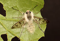 Furia ithacensis - Pathogenic Fungus on Snipe Fly (Rhagio mystaceus) Furia ithacensis is a species of pathogenic fungus that causes a fatal disease in flies, specifically snipe flies.<br />
<br />
Habitat: Found glued to a leaf in a deciduous forest; I took it home to observe and photograph the growth of the fungus. I intended to photograph it at 24, 48, and 72 hours...but, I was too busy and only photographed it this one time (4 days after collection with the last 24 hours in the refrigerator).<br />
<br />
Here's what it looked like when I first found it in the woods:<br />
https://www.jungledragon.com/image/135935/common_snipe_fly_-_rhagio_mystaceus.html<br />
<br />
At 4 days post-collection:<br />
https://www.jungledragon.com/image/135940/furia_ithacensis_-_pathogenic_fungus_on_snipe_fly_rhagio_mystaceus.html<br />
https://www.jungledragon.com/image/135939/furia_ithacensis_-_pathogenic_fungus_on_snipe_fly_rhagio_mystaceus.html<br />
https://www.jungledragon.com/image/135938/furia_ithacensis_-_pathogenic_fungus_on_snipe_fly_rhagio_mystaceus.html<br />
https://www.jungledragon.com/image/135937/furia_ithacensis_-_pathogenic_fungus_on_snipe_fly_rhagio_mystaceus.html<br />
 Furia ithacensis,Geotagged,Pathogenic Fungus,Spring,United States,fungus,furia,rhagio,snipe fly