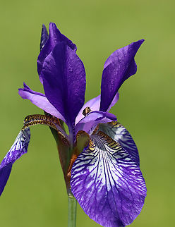 Iris Weevil - Mononychus vulpeculus This weevil looked like it was just chilling out, sitting on its "front porch".

Habitat: Iris sp.; meadow
https://www.jungledragon.com/image/135963/iris_weevil_-_mononychus_vulpeculus.html Geotagged,Iris,Iris versicolor,Mononychus,Mononychus vulpeculus,Spring,United States,beetle,iris weevil,weevil