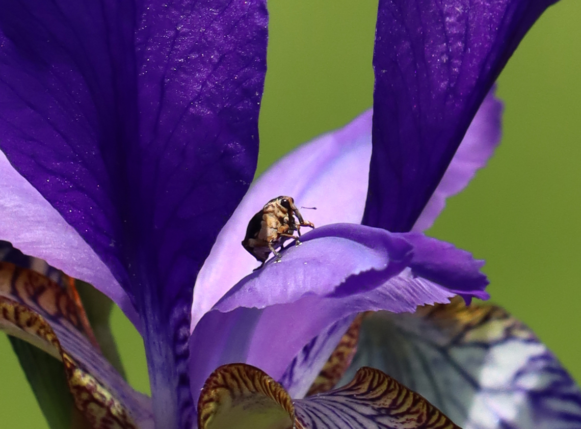 Iris Weevil - Mononychus vulpeculus This weevil looked like it was just chilling out, sitting on its "front porch".<br />
<br />
Habitat: Iris sp.; meadow<br />
<figure class="photo"><a href="https://www.jungledragon.com/image/135962/iris_weevil_-_mononychus_vulpeculus.html" title="Iris Weevil - Mononychus vulpeculus"><img src="https://s3.amazonaws.com/media.jungledragon.com/images/3232/135962_thumb.jpg?AWSAccessKeyId=05GMT0V3GWVNE7GGM1R2&Expires=1769040010&Signature=v2NVkKX0402j3efsC2eVfwBAIIo%3D" width="118" height="152" alt="Iris Weevil - Mononychus vulpeculus This weevil looked like it was just chilling out, sitting on its "front porch".<br />
<br />
Habitat: Iris sp.; meadow<br />
https://www.jungledragon.com/image/135963/iris_weevil_-_mononychus_vulpeculus.html Geotagged,Iris,Iris versicolor,Mononychus,Mononychus vulpeculus,Spring,United States,beetle,iris weevil,weevil" /></a></figure> Geotagged,Iris Weevil,Mononychus vulpeculus,Spring,United States