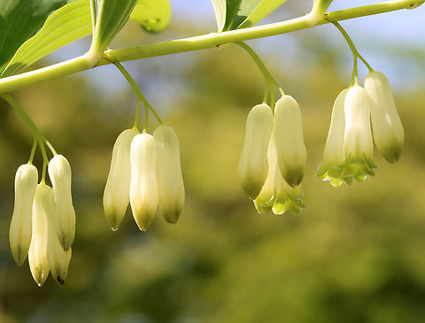 Solomon's Seal - Polygonatum multiflorum Habitat: Garden Geotagged,Polygonatum,Polygonatum multiflorum,Solomon's seal,Spring,United States
