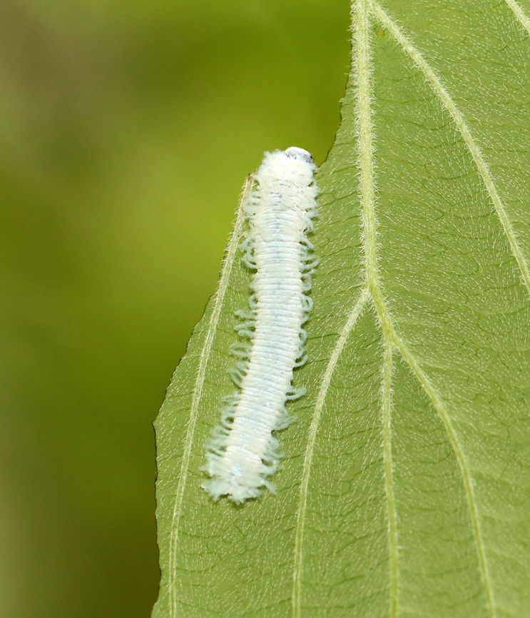 Dogwood Sawfly - Macremphytus testaceus *Tentative species ID<br />
<br />
Habitat: Found on Cornus alternifolia<br />
<figure class="photo"><a href="https://www.jungledragon.com/image/135973/dogwood_sawfly_-_macremphytus_testaceus.html" title="Dogwood Sawfly - Macremphytus testaceus"><img src="https://s3.amazonaws.com/media.jungledragon.com/images/3232/135973_thumb.jpg?AWSAccessKeyId=05GMT0V3GWVNE7GGM1R2&Expires=1767225610&Signature=k7OQ6UJnZYoFDcprY8OBzy1SGc4%3D" width="200" height="140" alt="Dogwood Sawfly - Macremphytus testaceus *Tentative species ID<br />
<br />
Habitat: Found on Cornus alternifolia<br />
https://www.jungledragon.com/image/135971/dogwood_sawfly_-_macremphytus_testaceus.html Cornus,Cornus alternifolia,Geotagged,Macremphytus testaceus,Spring,United States,dogwood,dogwood sawfly,larva,sawfly,sawfly larva" /></a></figure> Geotagged,Macremphytus testaceus,Spring,United States