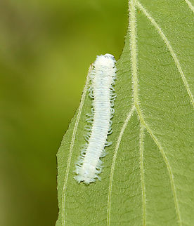 Dogwood Sawfly - Macremphytus testaceus *Tentative species ID

Habitat: Found on Cornus alternifolia
https://www.jungledragon.com/image/135973/dogwood_sawfly_-_macremphytus_testaceus.html Geotagged,Macremphytus testaceus,Spring,United States