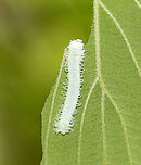 Dogwood Sawfly - Macremphytus testaceus *Tentative species ID<br />
<br />
Habitat: Found on Cornus alternifolia<br />
https://www.jungledragon.com/image/135973/dogwood_sawfly_-_macremphytus_testaceus.html Geotagged,Macremphytus testaceus,Spring,United States