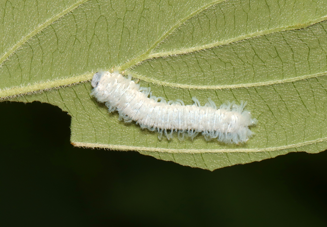 Dogwood Sawfly - Macremphytus testaceus *Tentative species ID<br />
<br />
Habitat: Found on Cornus alternifolia<br />
<figure class="photo"><a href="https://www.jungledragon.com/image/135971/dogwood_sawfly_-_macremphytus_testaceus.html" title="Dogwood Sawfly - Macremphytus testaceus"><img src="https://s3.amazonaws.com/media.jungledragon.com/images/3232/135971_thumb.jpg?AWSAccessKeyId=05GMT0V3GWVNE7GGM1R2&Expires=1767225610&Signature=h9BoSr33d8eim%2B1nozFTSqF%2BH0M%3D" width="132" height="152" alt="Dogwood Sawfly - Macremphytus testaceus *Tentative species ID<br />
<br />
Habitat: Found on Cornus alternifolia<br />
https://www.jungledragon.com/image/135973/dogwood_sawfly_-_macremphytus_testaceus.html Geotagged,Macremphytus testaceus,Spring,United States" /></a></figure> Cornus,Cornus alternifolia,Geotagged,Macremphytus testaceus,Spring,United States,dogwood,dogwood sawfly,larva,sawfly,sawfly larva