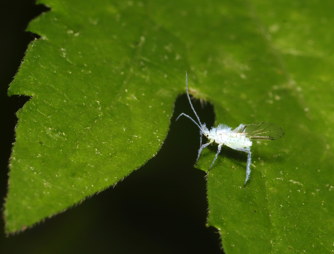 Paper Birch Aphid - Euceraphis papyrifericola Host: Betula sp., possibly Betula pendula Betula pendula,Euceraphis,Euceraphis papyrifericola,Geotagged,Paper Birch Aphid,Silver birch,Spring,United States,aphid