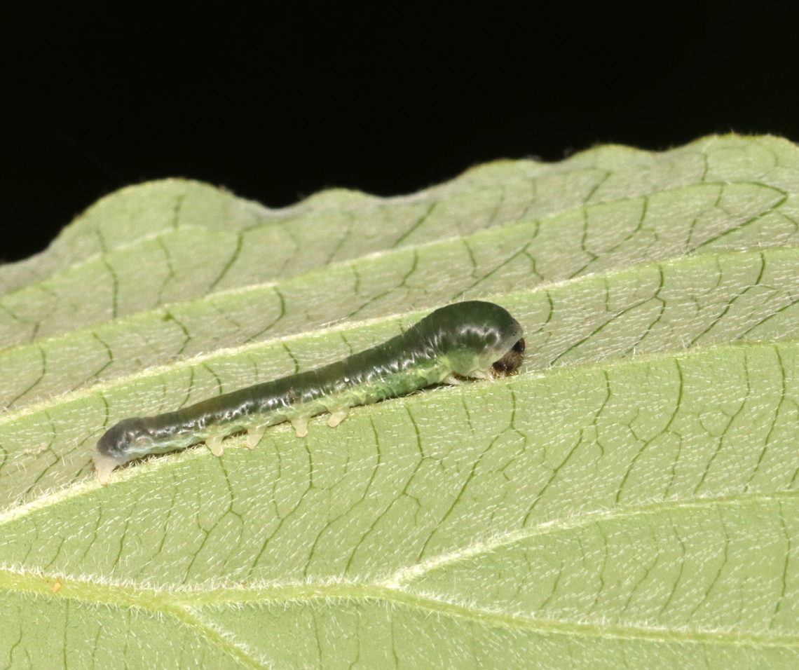 Dogwood Thyatirid Moth Larva - Euthyatira pudens Habitat: Found on dogwood (Cornus alternifolia)<br />
<figure class="photo"><a href="https://www.jungledragon.com/image/135978/dogwood_thyatirid_moth_larva_-_euthyatira_pudens.html" title="Dogwood Thyatirid Moth Larva - Euthyatira pudens"><img src="https://s3.amazonaws.com/media.jungledragon.com/images/3232/135978_thumb.jpg?AWSAccessKeyId=05GMT0V3GWVNE7GGM1R2&Expires=1767225610&Signature=delvZzEEpeBQ1%2B4yyAOnz6PkJmU%3D" width="110" height="152" alt="Dogwood Thyatirid Moth Larva - Euthyatira pudens Habitat: Found on dogwood (Cornus alternifolia)<br />
<br />
https://www.jungledragon.com/image/135977/sawfly_larva_-_family_tenthredinidae_strongylogaster_sp.html Euthyatira pudens,Geotagged,Spring,United States" /></a></figure> Dogwood Thyatirid Moth,Euthyatira,Euthyatira pudens,Geotagged,Spring,United States,caterpillar,larva