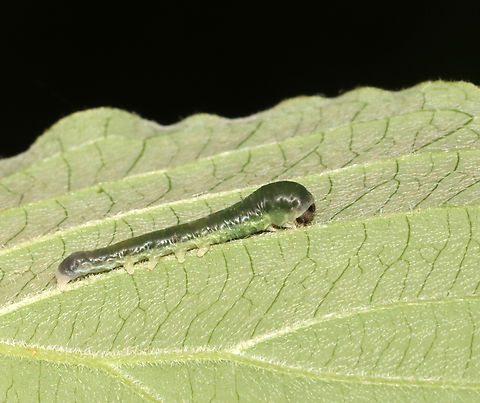 Dogwood Thyatirid Moth Larva - Euthyatira pudens Habitat: Found on dogwood (Cornus alternifolia)
https://www.jungledragon.com/image/135978/sawfly_larva_-_family_tenthredinidae_strongylogaster_sp.html Dogwood Thyatirid Moth,Euthyatira,Euthyatira pudens,Geotagged,Spring,United States,caterpillar,larva