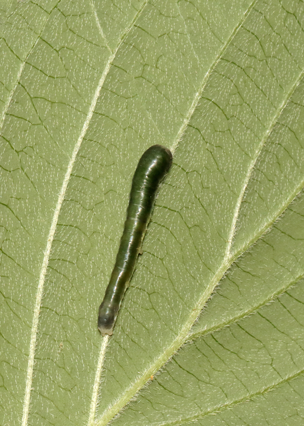 Dogwood Thyatirid Moth Larva - Euthyatira pudens Habitat: Found on dogwood (Cornus alternifolia)<br />
<br />
<figure class="photo"><a href="https://www.jungledragon.com/image/135977/dogwood_thyatirid_moth_larva_-_euthyatira_pudens.html" title="Dogwood Thyatirid Moth Larva - Euthyatira pudens"><img src="https://s3.amazonaws.com/media.jungledragon.com/images/3232/135977_thumb.jpg?AWSAccessKeyId=05GMT0V3GWVNE7GGM1R2&Expires=1763596810&Signature=L9UUScNksjj65qPM8P%2FDZ%2B9Iouo%3D" width="200" height="168" alt="Dogwood Thyatirid Moth Larva - Euthyatira pudens Habitat: Found on dogwood (Cornus alternifolia)<br />
https://www.jungledragon.com/image/135978/sawfly_larva_-_family_tenthredinidae_strongylogaster_sp.html Dogwood Thyatirid Moth,Euthyatira,Euthyatira pudens,Geotagged,Spring,United States,caterpillar,larva" /></a></figure> Euthyatira pudens,Geotagged,Spring,United States