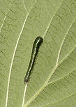 Dogwood Thyatirid Moth Larva - Euthyatira pudens Habitat: Found on dogwood (Cornus alternifolia)<br />
<br />
https://www.jungledragon.com/image/135977/sawfly_larva_-_family_tenthredinidae_strongylogaster_sp.html Euthyatira pudens,Geotagged,Spring,United States