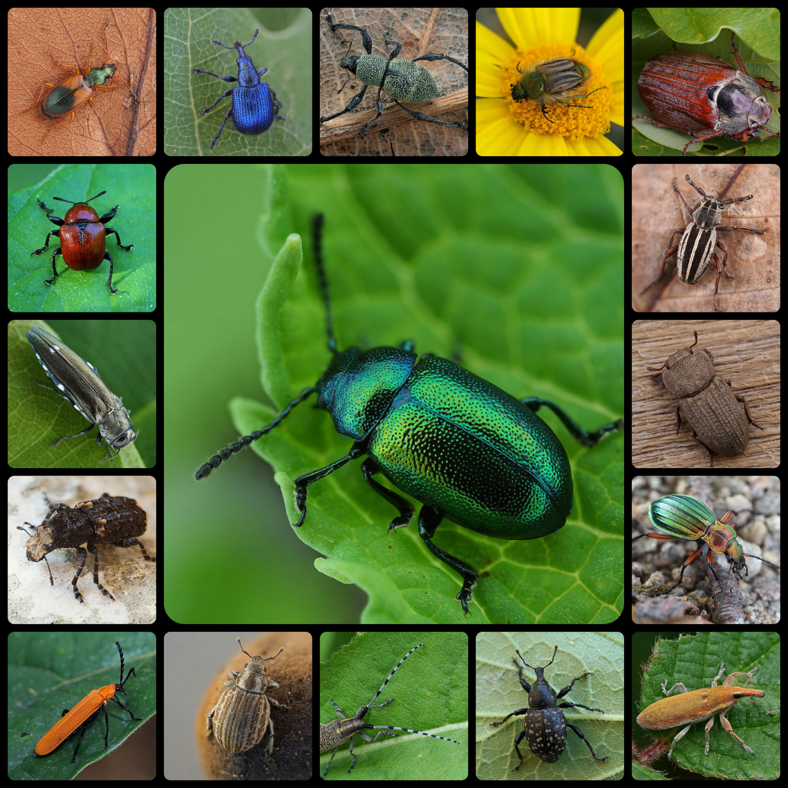 Beetlemania -- Featuring Claude Chavand's Amazing Photos! Beetles (Coleoptera) inhabit nearly every habitat on the planet. They include some of our most beautiful and beloved insects, in addition to many insufferable pests. Impressively, there are nearly 400,000 known species of beetles, representing the largest order of insects. Nearly 25% of all known animal species are beetles! And, that is only the KNOWN species of beetles. There are likely a million more undiscovered species.<br />
<br />
Not just their numbers, but their variety is staggering. Beetles can be as small as 0.25 mm (the fringed ant beetle, Nanosella fungi) or as large as the titan beetle (Titanus giganteus), reaching 20 cm long and strong enough to snap a pencil with its jaws! Beetles can be aquatic or terrestrial. They live in forests, grasslands, deserts, tundras, beaches, on remote islands, and even on mountaintops. They are nearly everywhere, from pole to pole. <br />
<br />
As far as how they impact humans, beetles inspire art, are used in entertainment, food, and medicine. They are biodiversity indicators with their presence or absence providing a measure of habitat quality. Beetles inspire technology: the bombardier beetle’s powerful spray has inspired the development of a fine mist spray technology. The moisture harvesting behavior by the Namib Desert beetle (Stenocara gracilipes) has inspired the development of a self-filling water bottle that could greatly benefit people living in dry regions with no regular rainfall. Furthermore, scientists are experimenting with using live beetles wearing robotic camera backpacks for surveillance! <br />
<br />
Many beetles are important pollinators. Others eat fungi, wood, carrion, or dung and aid greatly in decomposition. There are predaceous beetles, which feast upon other invertebrates. There’s even a beaver beetle (Platypsyllus castoris) which lives in beaver pelts and eats dead skin. <br />
<br />
Few species are true pests or parasites. Of course, some beetles cause horrifying damage to crops and stored grain, there are also many beneficial beetles. Ladybirds (aka ladybug beetles) eat aphids and other pest species that would cause crop damage. Ground beetles in the family Carabidae are beneficial in that they eat thrips and slugs, among other invertebrates. The same is true for fireflies (family Lampyridae). Soldier beetles (family Cantharidae) are important predators of aphids and Colorado potato beetles. So, despite the presence of some harmful species, many more are actually beneficial.<br />
<br />
With so many species of incredible beetles, it’s easy to see why beetlemania is practically contagious. Claude Chavand has a real gift for capturing the beauty of beetles through the lens. Here are some of his photos! #JungleDragon #beetles #Coleoptera<br />
<br />
For more beetles: <br />
<ul class="collections-simple"><li><a href="https://www.jungledragon.com/list/496" title="view as slideshow" class="button slideshow"><em class="fa fa-bookmark"></em>Beetle Mania</a></li></ul><br />
<a href="https://www.jungledragon.com/wildlife/photos/animalia/arthropoda/insecta/coleoptera" rel="nofollow">https://www.jungledragon.com/wildlife/photos/animalia/arthropoda/insecta/coleoptera</a><br />
<br />
To see more photos from Claude:<br />
<a href="https://www.jungledragon.com/user/3890/popular" rel="nofollow">https://www.jungledragon.com/user/3890/popular</a><br />
<br />
<a href="https://www.facebook.com/jungledragonwildlife" rel="nofollow">https://www.facebook.com/jungledragonwildlife</a><br />
Instagram: @jungledragonwildlife<br />
Coleoptera,beetles