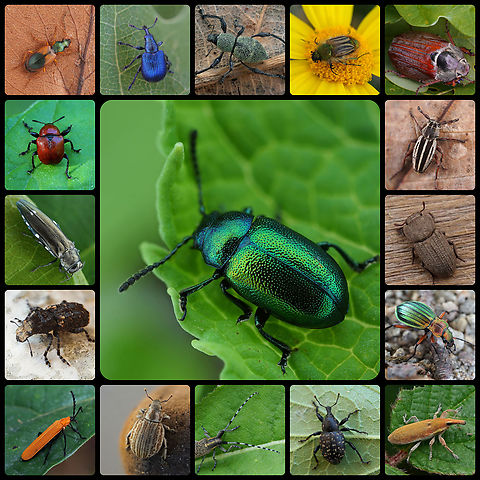 Beetlemania -- Featuring Claude Chavand's Amazing Photos! Beetles (Coleoptera) inhabit nearly every habitat on the planet. They include some of our most beautiful and beloved insects, in addition to many insufferable pests. Impressively, there are nearly 400,000 known species of beetles, representing the largest order of insects. Nearly 25% of all known animal species are beetles! And, that is only the KNOWN species of beetles. There are likely a million more undiscovered species.

Not just their numbers, but their variety is staggering. Beetles can be as small as 0.25 mm (the fringed ant beetle, Nanosella fungi) or as large as the titan beetle (Titanus giganteus), reaching 20 cm long and strong enough to snap a pencil with its jaws! Beetles can be aquatic or terrestrial. They live in forests, grasslands, deserts, tundras, beaches, on remote islands, and even on mountaintops. They are nearly everywhere, from pole to pole. 

As far as how they impact humans, beetles inspire art, are used in entertainment, food, and medicine. They are biodiversity indicators with their presence or absence providing a measure of habitat quality. Beetles inspire technology:  the bombardier beetle’s powerful spray has inspired the development of a fine mist spray technology. The moisture harvesting behavior by the Namib Desert beetle (Stenocara gracilipes) has inspired the development of a self-filling water bottle that could greatly benefit people living in dry regions with no regular rainfall. Furthermore, scientists are experimenting with using live beetles wearing robotic camera backpacks for surveillance! 

Many beetles are important pollinators. Others eat fungi, wood, carrion, or dung and aid greatly in decomposition. There are predaceous beetles, which feast upon other invertebrates. There’s even a beaver beetle (Platypsyllus castoris) which lives in beaver pelts and eats dead skin. 

Few species are true pests or parasites. Of course, some beetles cause horrifying damage to crops and stored grain, there are also many beneficial beetles. Ladybirds (aka ladybug beetles) eat aphids and other pest species that would cause crop damage. Ground beetles in the family Carabidae are beneficial in that they eat thrips and slugs, among other invertebrates. The same is true for fireflies (family Lampyridae). Soldier beetles (family Cantharidae) are important predators of aphids and Colorado potato beetles. So, despite the presence of some harmful species, many more are actually beneficial.

With so many species of incredible beetles, it’s easy to see why beetlemania is practically contagious. Claude Chavand has a real gift for capturing the beauty of beetles through the lens. Here are some of his photos! #JungleDragon #beetles #Coleoptera

For more beetles: 
https://www.jungledragon.com/list/496/beetle_mania.html
https://www.jungledragon.com/wildlife/photos/animalia/arthropoda/insecta/coleoptera

To see more photos from Claude:
https://www.jungledragon.com/user/3890/popular

https://www.facebook.com/jungledragonwildlife
Instagram: @jungledragonwildlife
 Coleoptera,beetles