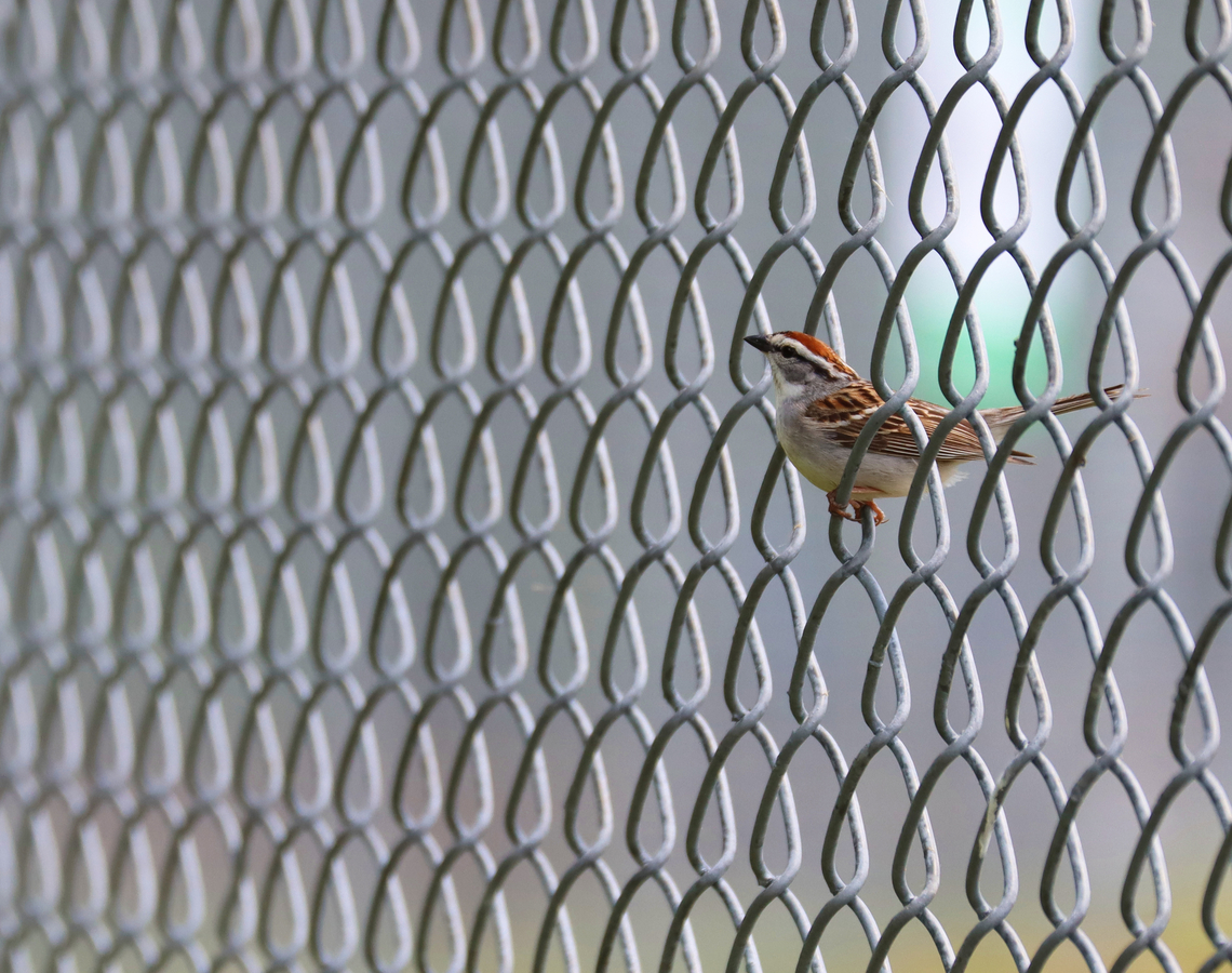 Chipping Sparrow - Spizella passerina This bird was watching my son&#039;s baseball game with me.<br />
<br />
Habitat: Baseball field; rural area Chipping Sparrow,Geotagged,Spizella passerina,Spring,United States,sparrow,spizella
