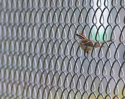 Chipping Sparrow - Spizella passerina This bird was watching my son's baseball game with me.

Habitat: Baseball field; rural area Chipping Sparrow,Geotagged,Spizella passerina,Spring,United States,sparrow,spizella