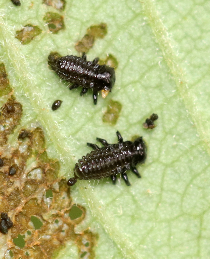 Leaf Beetle Larvae - Family Chrysomelidae, Chrysomela sp. Small leaf beetle larvae skeletonizing alder leaves (Alnus sp.). They were black dorsally and yellowish ventrally. I have previously seen what I think are the adults (early last autumn) and they are small, dark blue beetles.<br />
<br />
<section class="video"><iframe width="448" height="252" src="https://player.vimeo.com/video/716872734?title=0&byline=0&portrait=0" frameborder="0"></iframe></section><br />
<br />
Habitat: Mesic, mixed forest<br />
<figure class="photo"><a href="https://www.jungledragon.com/image/136038/leaf_beetle_larvae_-_family_chrysomelidae_chrysomela_sp.html" title="Leaf Beetle Larvae - Family Chrysomelidae, Chrysomela sp."><img src="https://s3.amazonaws.com/media.jungledragon.com/images/3232/136038_thumb.jpg?AWSAccessKeyId=05GMT0V3GWVNE7GGM1R2&Expires=1761782410&Signature=OwsVP4eAxoi0xvX3Vrg454ESwUo%3D" width="200" height="134" alt="Leaf Beetle Larvae - Family Chrysomelidae, Chrysomela sp. Small leaf beetle larvae skeletonizing alder leaves (Alnus sp.). They were black dorsally and yellowish ventrally. I have previously seen what I think are the adults (early last autumn) and they are small, dark blue beetles.<br />
<br />
https://vimeo.com/716872734<br />
<br />
Habitat: Mesic, mixed forest<br />
https://www.jungledragon.com/image/136038/leaf_beetle_larvae_-_family_chrysomelidae.html<br />
https://www.jungledragon.com/image/136037/leaf_beetle_larvae_-_family_chrysomelidae.html<br />
https://www.jungledragon.com/image/136035/leaf_beetle_larvae_-_family_chrysomelidae.html<br />
https://www.jungledragon.com/image/136036/leaf_beetle_larvae_-_family_chrysomelidae.html Alnus,Chrysomela,Chrysomelidae,Geotagged,Spring,United States,alder,beetle,beetle larvae,coleoptera,larvae,leaf beetle larvae" /></a></figure><br />
<figure class="photo"><a href="https://www.jungledragon.com/image/136037/leaf_beetle_larvae_-_family_chrysomelidae_chrysomela_sp.html" title="Leaf Beetle Larvae - Family Chrysomelidae, Chrysomela sp."><img src="https://s3.amazonaws.com/media.jungledragon.com/images/3232/136037_thumb.jpg?AWSAccessKeyId=05GMT0V3GWVNE7GGM1R2&Expires=1761782410&Signature=SX%2BWdN6mYRqG68azOQkU0Gtx%2F20%3D" width="200" height="160" alt="Leaf Beetle Larvae - Family Chrysomelidae, Chrysomela sp. Small leaf beetle larvae skeletonizing alder leaves (Alnus sp.). They were black dorsally and yellowish ventrally. I have previously seen what I think are the adults (early last autumn) and they are small, dark blue beetles.<br />
<br />
<br />
https://vimeo.com/716872734<br />
<br />
Habitat: Mesic, mixed forest<br />
https://www.jungledragon.com/image/136038/leaf_beetle_larvae_-_family_chrysomelidae.html<br />
https://www.jungledragon.com/image/136037/leaf_beetle_larvae_-_family_chrysomelidae.html<br />
https://www.jungledragon.com/image/136035/leaf_beetle_larvae_-_family_chrysomelidae.html<br />
https://www.jungledragon.com/image/136036/leaf_beetle_larvae_-_family_chrysomelidae.html Geotagged,Spring,United States" /></a></figure><br />
<figure class="photo"><a href="https://www.jungledragon.com/image/136035/leaf_beetle_larvae_-_family_chrysomelidae_chrysomela_sp.html" title="Leaf Beetle Larvae - Family Chrysomelidae, Chrysomela sp."><img src="https://s3.amazonaws.com/media.jungledragon.com/images/3232/136035_thumb.jpg?AWSAccessKeyId=05GMT0V3GWVNE7GGM1R2&Expires=1761782410&Signature=TY%2FMW3L98Eu2ASvfoNcnMQQisRQ%3D" width="124" height="152" alt="Leaf Beetle Larvae - Family Chrysomelidae, Chrysomela sp. Small leaf beetle larvae skeletonizing alder leaves (Alnus sp.). They were black dorsally and yellowish ventrally. I have previously seen what I think are the adults (early last autumn) and they are small, dark blue beetles.<br />
<br />
https://vimeo.com/716872734<br />
<br />
Habitat: Mesic, mixed forest<br />
https://www.jungledragon.com/image/136038/leaf_beetle_larvae_-_family_chrysomelidae.html<br />
https://www.jungledragon.com/image/136037/leaf_beetle_larvae_-_family_chrysomelidae.html<br />
https://www.jungledragon.com/image/136035/leaf_beetle_larvae_-_family_chrysomelidae.html<br />
https://www.jungledragon.com/image/136036/leaf_beetle_larvae_-_family_chrysomelidae.html Geotagged,Spring,United States" /></a></figure><br />
<figure class="photo"><a href="https://www.jungledragon.com/image/136036/leaf_beetle_larvae_-_family_chrysomelidae_chrysomela_sp.html" title="Leaf Beetle Larvae - Family Chrysomelidae, Chrysomela sp."><img src="https://s3.amazonaws.com/media.jungledragon.com/images/3232/136036_thumb.jpg?AWSAccessKeyId=05GMT0V3GWVNE7GGM1R2&Expires=1761782410&Signature=MRYyRFUVr1uYqffm87kviUitHqA%3D" width="200" height="148" alt="Leaf Beetle Larvae - Family Chrysomelidae, Chrysomela sp. Small leaf beetle larvae skeletonizing alder leaves (Alnus sp.). They were black dorsally and yellowish ventrally. I have previously seen what I think are the adults (early last autumn) and they are small, dark blue beetles.<br />
<br />
https://vimeo.com/716872734<br />
<br />
Habitat: Mesic, mixed forest<br />
https://www.jungledragon.com/image/136038/leaf_beetle_larvae_-_family_chrysomelidae.html<br />
https://www.jungledragon.com/image/136037/leaf_beetle_larvae_-_family_chrysomelidae.html<br />
https://www.jungledragon.com/image/136035/leaf_beetle_larvae_-_family_chrysomelidae.html<br />
https://www.jungledragon.com/image/136036/leaf_beetle_larvae_-_family_chrysomelidae.html Chrysomela,Geotagged,United States" /></a></figure> Geotagged,Spring,United States