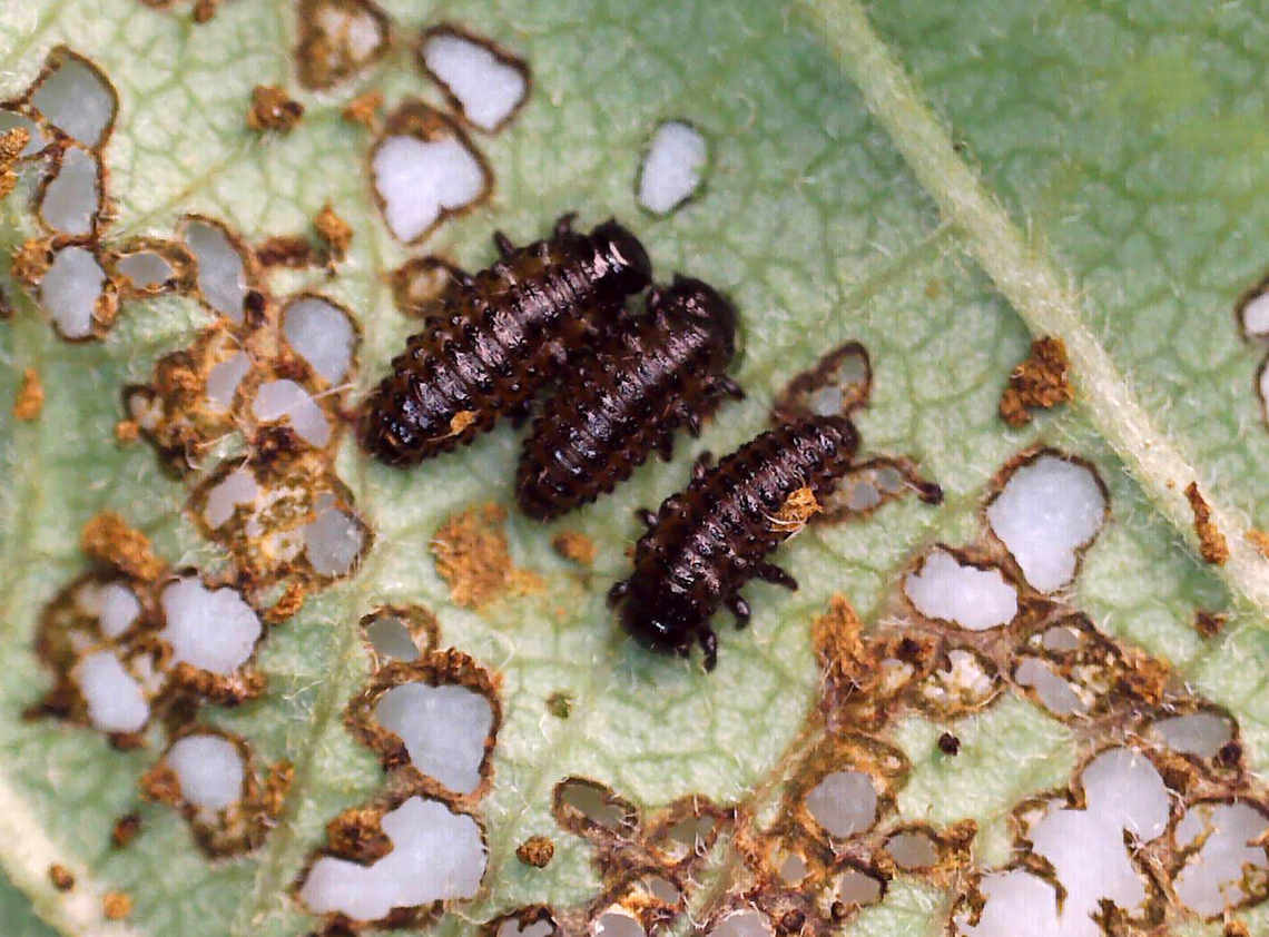 Leaf Beetle Larvae - Family Chrysomelidae, Chrysomela sp. Small leaf beetle larvae skeletonizing alder leaves (Alnus sp.). They were black dorsally and yellowish ventrally. I have previously seen what I think are the adults (early last autumn) and they are small, dark blue beetles.<br />
<br />
<section class="video"><iframe width="448" height="252" src="https://player.vimeo.com/video/716872734?title=0&byline=0&portrait=0" frameborder="0"></iframe></section><br />
<br />
Habitat: Mesic, mixed forest<br />
<figure class="photo"><a href="https://www.jungledragon.com/image/136038/leaf_beetle_larvae_-_family_chrysomelidae_chrysomela_sp.html" title="Leaf Beetle Larvae - Family Chrysomelidae, Chrysomela sp."><img src="https://s3.amazonaws.com/media.jungledragon.com/images/3232/136038_thumb.jpg?AWSAccessKeyId=05GMT0V3GWVNE7GGM1R2&Expires=1761782410&Signature=OwsVP4eAxoi0xvX3Vrg454ESwUo%3D" width="200" height="134" alt="Leaf Beetle Larvae - Family Chrysomelidae, Chrysomela sp. Small leaf beetle larvae skeletonizing alder leaves (Alnus sp.). They were black dorsally and yellowish ventrally. I have previously seen what I think are the adults (early last autumn) and they are small, dark blue beetles.<br />
<br />
https://vimeo.com/716872734<br />
<br />
Habitat: Mesic, mixed forest<br />
https://www.jungledragon.com/image/136038/leaf_beetle_larvae_-_family_chrysomelidae.html<br />
https://www.jungledragon.com/image/136037/leaf_beetle_larvae_-_family_chrysomelidae.html<br />
https://www.jungledragon.com/image/136035/leaf_beetle_larvae_-_family_chrysomelidae.html<br />
https://www.jungledragon.com/image/136036/leaf_beetle_larvae_-_family_chrysomelidae.html Alnus,Chrysomela,Chrysomelidae,Geotagged,Spring,United States,alder,beetle,beetle larvae,coleoptera,larvae,leaf beetle larvae" /></a></figure><br />
<figure class="photo"><a href="https://www.jungledragon.com/image/136037/leaf_beetle_larvae_-_family_chrysomelidae_chrysomela_sp.html" title="Leaf Beetle Larvae - Family Chrysomelidae, Chrysomela sp."><img src="https://s3.amazonaws.com/media.jungledragon.com/images/3232/136037_thumb.jpg?AWSAccessKeyId=05GMT0V3GWVNE7GGM1R2&Expires=1761782410&Signature=SX%2BWdN6mYRqG68azOQkU0Gtx%2F20%3D" width="200" height="160" alt="Leaf Beetle Larvae - Family Chrysomelidae, Chrysomela sp. Small leaf beetle larvae skeletonizing alder leaves (Alnus sp.). They were black dorsally and yellowish ventrally. I have previously seen what I think are the adults (early last autumn) and they are small, dark blue beetles.<br />
<br />
<br />
https://vimeo.com/716872734<br />
<br />
Habitat: Mesic, mixed forest<br />
https://www.jungledragon.com/image/136038/leaf_beetle_larvae_-_family_chrysomelidae.html<br />
https://www.jungledragon.com/image/136037/leaf_beetle_larvae_-_family_chrysomelidae.html<br />
https://www.jungledragon.com/image/136035/leaf_beetle_larvae_-_family_chrysomelidae.html<br />
https://www.jungledragon.com/image/136036/leaf_beetle_larvae_-_family_chrysomelidae.html Geotagged,Spring,United States" /></a></figure><br />
<figure class="photo"><a href="https://www.jungledragon.com/image/136035/leaf_beetle_larvae_-_family_chrysomelidae_chrysomela_sp.html" title="Leaf Beetle Larvae - Family Chrysomelidae, Chrysomela sp."><img src="https://s3.amazonaws.com/media.jungledragon.com/images/3232/136035_thumb.jpg?AWSAccessKeyId=05GMT0V3GWVNE7GGM1R2&Expires=1761782410&Signature=TY%2FMW3L98Eu2ASvfoNcnMQQisRQ%3D" width="124" height="152" alt="Leaf Beetle Larvae - Family Chrysomelidae, Chrysomela sp. Small leaf beetle larvae skeletonizing alder leaves (Alnus sp.). They were black dorsally and yellowish ventrally. I have previously seen what I think are the adults (early last autumn) and they are small, dark blue beetles.<br />
<br />
https://vimeo.com/716872734<br />
<br />
Habitat: Mesic, mixed forest<br />
https://www.jungledragon.com/image/136038/leaf_beetle_larvae_-_family_chrysomelidae.html<br />
https://www.jungledragon.com/image/136037/leaf_beetle_larvae_-_family_chrysomelidae.html<br />
https://www.jungledragon.com/image/136035/leaf_beetle_larvae_-_family_chrysomelidae.html<br />
https://www.jungledragon.com/image/136036/leaf_beetle_larvae_-_family_chrysomelidae.html Geotagged,Spring,United States" /></a></figure><br />
<figure class="photo"><a href="https://www.jungledragon.com/image/136036/leaf_beetle_larvae_-_family_chrysomelidae_chrysomela_sp.html" title="Leaf Beetle Larvae - Family Chrysomelidae, Chrysomela sp."><img src="https://s3.amazonaws.com/media.jungledragon.com/images/3232/136036_thumb.jpg?AWSAccessKeyId=05GMT0V3GWVNE7GGM1R2&Expires=1761782410&Signature=MRYyRFUVr1uYqffm87kviUitHqA%3D" width="200" height="148" alt="Leaf Beetle Larvae - Family Chrysomelidae, Chrysomela sp. Small leaf beetle larvae skeletonizing alder leaves (Alnus sp.). They were black dorsally and yellowish ventrally. I have previously seen what I think are the adults (early last autumn) and they are small, dark blue beetles.<br />
<br />
https://vimeo.com/716872734<br />
<br />
Habitat: Mesic, mixed forest<br />
https://www.jungledragon.com/image/136038/leaf_beetle_larvae_-_family_chrysomelidae.html<br />
https://www.jungledragon.com/image/136037/leaf_beetle_larvae_-_family_chrysomelidae.html<br />
https://www.jungledragon.com/image/136035/leaf_beetle_larvae_-_family_chrysomelidae.html<br />
https://www.jungledragon.com/image/136036/leaf_beetle_larvae_-_family_chrysomelidae.html Chrysomela,Geotagged,United States" /></a></figure> Chrysomela,Geotagged,United States