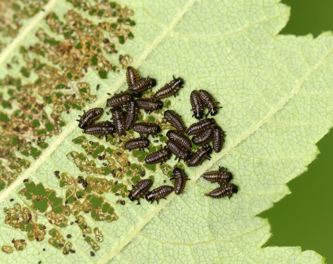 Leaf Beetle Larvae - Family Chrysomelidae, Chrysomela sp. Small leaf beetle larvae skeletonizing alder leaves (Alnus sp.). They were black dorsally and yellowish ventrally. I have previously seen what I think are the adults (early last autumn) and they are small, dark blue beetles.<br />
<br />
<br />
<section class="video"><iframe width="448" height="252" src="https://player.vimeo.com/video/716872734?title=0&byline=0&portrait=0" frameborder="0"></iframe></section><br />
<br />
Habitat: Mesic, mixed forest<br />
<figure class="photo"><a href="https://www.jungledragon.com/image/136038/leaf_beetle_larvae_-_family_chrysomelidae_chrysomela_sp.html" title="Leaf Beetle Larvae - Family Chrysomelidae, Chrysomela sp."><img src="https://s3.amazonaws.com/media.jungledragon.com/images/3232/136038_thumb.jpg?AWSAccessKeyId=05GMT0V3GWVNE7GGM1R2&Expires=1761782410&Signature=OwsVP4eAxoi0xvX3Vrg454ESwUo%3D" width="200" height="134" alt="Leaf Beetle Larvae - Family Chrysomelidae, Chrysomela sp. Small leaf beetle larvae skeletonizing alder leaves (Alnus sp.). They were black dorsally and yellowish ventrally. I have previously seen what I think are the adults (early last autumn) and they are small, dark blue beetles.<br />
<br />
https://vimeo.com/716872734<br />
<br />
Habitat: Mesic, mixed forest<br />
https://www.jungledragon.com/image/136038/leaf_beetle_larvae_-_family_chrysomelidae.html<br />
https://www.jungledragon.com/image/136037/leaf_beetle_larvae_-_family_chrysomelidae.html<br />
https://www.jungledragon.com/image/136035/leaf_beetle_larvae_-_family_chrysomelidae.html<br />
https://www.jungledragon.com/image/136036/leaf_beetle_larvae_-_family_chrysomelidae.html Alnus,Chrysomela,Chrysomelidae,Geotagged,Spring,United States,alder,beetle,beetle larvae,coleoptera,larvae,leaf beetle larvae" /></a></figure><br />
<figure class="photo"><a href="https://www.jungledragon.com/image/136037/leaf_beetle_larvae_-_family_chrysomelidae_chrysomela_sp.html" title="Leaf Beetle Larvae - Family Chrysomelidae, Chrysomela sp."><img src="https://s3.amazonaws.com/media.jungledragon.com/images/3232/136037_thumb.jpg?AWSAccessKeyId=05GMT0V3GWVNE7GGM1R2&Expires=1761782410&Signature=SX%2BWdN6mYRqG68azOQkU0Gtx%2F20%3D" width="200" height="160" alt="Leaf Beetle Larvae - Family Chrysomelidae, Chrysomela sp. Small leaf beetle larvae skeletonizing alder leaves (Alnus sp.). They were black dorsally and yellowish ventrally. I have previously seen what I think are the adults (early last autumn) and they are small, dark blue beetles.<br />
<br />
<br />
https://vimeo.com/716872734<br />
<br />
Habitat: Mesic, mixed forest<br />
https://www.jungledragon.com/image/136038/leaf_beetle_larvae_-_family_chrysomelidae.html<br />
https://www.jungledragon.com/image/136037/leaf_beetle_larvae_-_family_chrysomelidae.html<br />
https://www.jungledragon.com/image/136035/leaf_beetle_larvae_-_family_chrysomelidae.html<br />
https://www.jungledragon.com/image/136036/leaf_beetle_larvae_-_family_chrysomelidae.html Geotagged,Spring,United States" /></a></figure><br />
<figure class="photo"><a href="https://www.jungledragon.com/image/136035/leaf_beetle_larvae_-_family_chrysomelidae_chrysomela_sp.html" title="Leaf Beetle Larvae - Family Chrysomelidae, Chrysomela sp."><img src="https://s3.amazonaws.com/media.jungledragon.com/images/3232/136035_thumb.jpg?AWSAccessKeyId=05GMT0V3GWVNE7GGM1R2&Expires=1761782410&Signature=TY%2FMW3L98Eu2ASvfoNcnMQQisRQ%3D" width="124" height="152" alt="Leaf Beetle Larvae - Family Chrysomelidae, Chrysomela sp. Small leaf beetle larvae skeletonizing alder leaves (Alnus sp.). They were black dorsally and yellowish ventrally. I have previously seen what I think are the adults (early last autumn) and they are small, dark blue beetles.<br />
<br />
https://vimeo.com/716872734<br />
<br />
Habitat: Mesic, mixed forest<br />
https://www.jungledragon.com/image/136038/leaf_beetle_larvae_-_family_chrysomelidae.html<br />
https://www.jungledragon.com/image/136037/leaf_beetle_larvae_-_family_chrysomelidae.html<br />
https://www.jungledragon.com/image/136035/leaf_beetle_larvae_-_family_chrysomelidae.html<br />
https://www.jungledragon.com/image/136036/leaf_beetle_larvae_-_family_chrysomelidae.html Geotagged,Spring,United States" /></a></figure><br />
<figure class="photo"><a href="https://www.jungledragon.com/image/136036/leaf_beetle_larvae_-_family_chrysomelidae_chrysomela_sp.html" title="Leaf Beetle Larvae - Family Chrysomelidae, Chrysomela sp."><img src="https://s3.amazonaws.com/media.jungledragon.com/images/3232/136036_thumb.jpg?AWSAccessKeyId=05GMT0V3GWVNE7GGM1R2&Expires=1761782410&Signature=MRYyRFUVr1uYqffm87kviUitHqA%3D" width="200" height="148" alt="Leaf Beetle Larvae - Family Chrysomelidae, Chrysomela sp. Small leaf beetle larvae skeletonizing alder leaves (Alnus sp.). They were black dorsally and yellowish ventrally. I have previously seen what I think are the adults (early last autumn) and they are small, dark blue beetles.<br />
<br />
https://vimeo.com/716872734<br />
<br />
Habitat: Mesic, mixed forest<br />
https://www.jungledragon.com/image/136038/leaf_beetle_larvae_-_family_chrysomelidae.html<br />
https://www.jungledragon.com/image/136037/leaf_beetle_larvae_-_family_chrysomelidae.html<br />
https://www.jungledragon.com/image/136035/leaf_beetle_larvae_-_family_chrysomelidae.html<br />
https://www.jungledragon.com/image/136036/leaf_beetle_larvae_-_family_chrysomelidae.html Chrysomela,Geotagged,United States" /></a></figure> Geotagged,Spring,United States