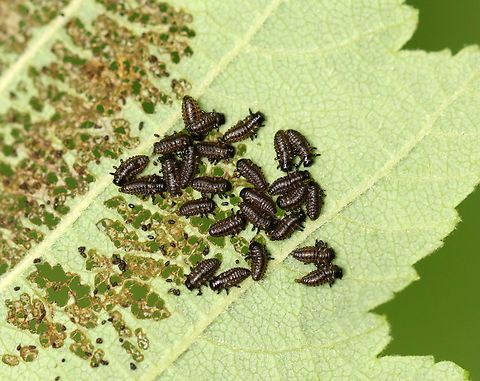 Leaf Beetle Larvae - Family Chrysomelidae, Chrysomela sp. Small leaf beetle larvae skeletonizing alder leaves (Alnus sp.). They were black dorsally and yellowish ventrally. I have previously seen what I think are the adults (early last autumn) and they are small, dark blue beetles.


https://vimeo.com/716872734

Habitat: Mesic, mixed forest
https://www.jungledragon.com/image/136038/leaf_beetle_larvae_-_family_chrysomelidae.html
https://www.jungledragon.com/image/136037/leaf_beetle_larvae_-_family_chrysomelidae.html
https://www.jungledragon.com/image/136035/leaf_beetle_larvae_-_family_chrysomelidae.html
https://www.jungledragon.com/image/136036/leaf_beetle_larvae_-_family_chrysomelidae.html Geotagged,Spring,United States