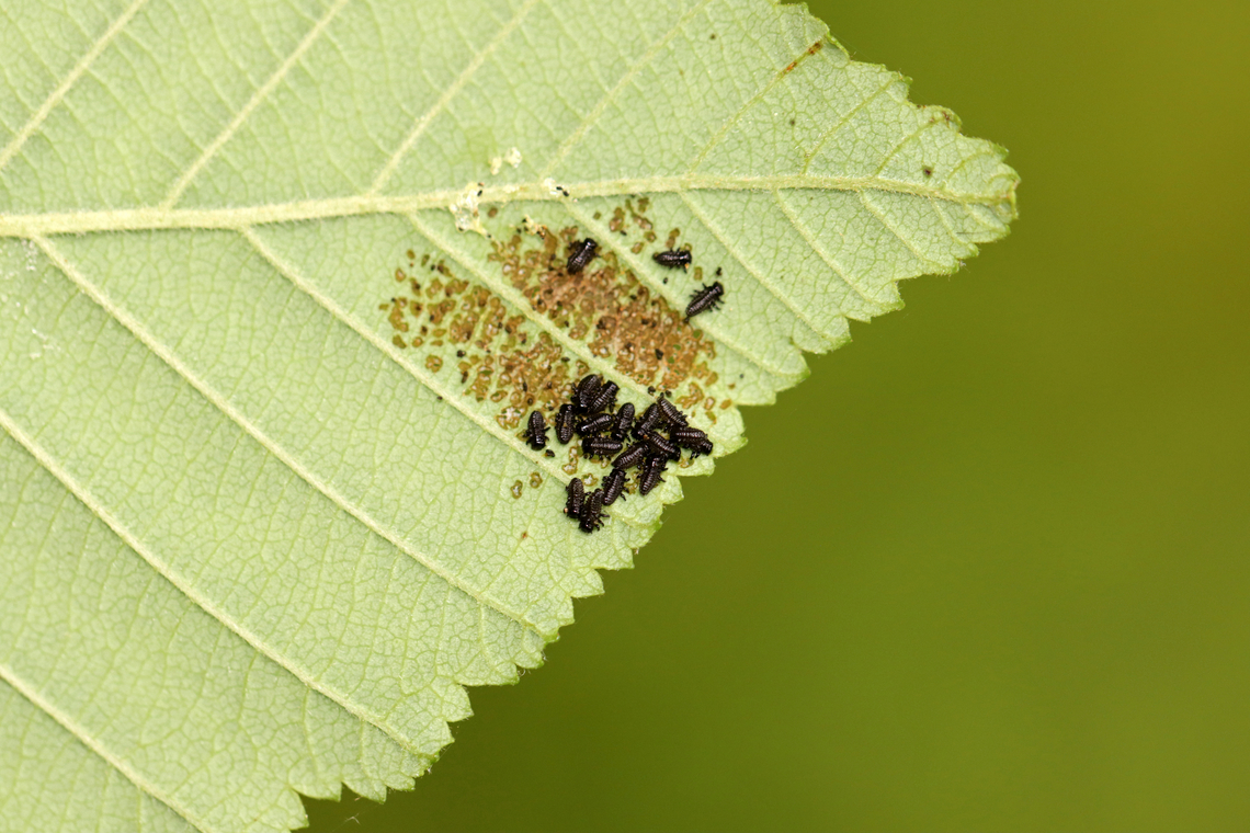 Leaf Beetle Larvae - Family Chrysomelidae, Chrysomela sp. Small leaf beetle larvae skeletonizing alder leaves (Alnus sp.). They were black dorsally and yellowish ventrally. I have previously seen what I think are the adults (early last autumn) and they are small, dark blue beetles.<br />
<br />
<section class="video"><iframe width="448" height="252" src="https://player.vimeo.com/video/716872734?title=0&byline=0&portrait=0" frameborder="0"></iframe></section><br />
<br />
Habitat: Mesic, mixed forest<br />
<figure class="photo"><a href="https://www.jungledragon.com/image/136038/leaf_beetle_larvae_-_family_chrysomelidae_chrysomela_sp.html" title="Leaf Beetle Larvae - Family Chrysomelidae, Chrysomela sp."><img src="https://s3.amazonaws.com/media.jungledragon.com/images/3232/136038_thumb.jpg?AWSAccessKeyId=05GMT0V3GWVNE7GGM1R2&Expires=1761782410&Signature=OwsVP4eAxoi0xvX3Vrg454ESwUo%3D" width="200" height="134" alt="Leaf Beetle Larvae - Family Chrysomelidae, Chrysomela sp. Small leaf beetle larvae skeletonizing alder leaves (Alnus sp.). They were black dorsally and yellowish ventrally. I have previously seen what I think are the adults (early last autumn) and they are small, dark blue beetles.<br />
<br />
https://vimeo.com/716872734<br />
<br />
Habitat: Mesic, mixed forest<br />
https://www.jungledragon.com/image/136038/leaf_beetle_larvae_-_family_chrysomelidae.html<br />
https://www.jungledragon.com/image/136037/leaf_beetle_larvae_-_family_chrysomelidae.html<br />
https://www.jungledragon.com/image/136035/leaf_beetle_larvae_-_family_chrysomelidae.html<br />
https://www.jungledragon.com/image/136036/leaf_beetle_larvae_-_family_chrysomelidae.html Alnus,Chrysomela,Chrysomelidae,Geotagged,Spring,United States,alder,beetle,beetle larvae,coleoptera,larvae,leaf beetle larvae" /></a></figure><br />
<figure class="photo"><a href="https://www.jungledragon.com/image/136037/leaf_beetle_larvae_-_family_chrysomelidae_chrysomela_sp.html" title="Leaf Beetle Larvae - Family Chrysomelidae, Chrysomela sp."><img src="https://s3.amazonaws.com/media.jungledragon.com/images/3232/136037_thumb.jpg?AWSAccessKeyId=05GMT0V3GWVNE7GGM1R2&Expires=1761782410&Signature=SX%2BWdN6mYRqG68azOQkU0Gtx%2F20%3D" width="200" height="160" alt="Leaf Beetle Larvae - Family Chrysomelidae, Chrysomela sp. Small leaf beetle larvae skeletonizing alder leaves (Alnus sp.). They were black dorsally and yellowish ventrally. I have previously seen what I think are the adults (early last autumn) and they are small, dark blue beetles.<br />
<br />
<br />
https://vimeo.com/716872734<br />
<br />
Habitat: Mesic, mixed forest<br />
https://www.jungledragon.com/image/136038/leaf_beetle_larvae_-_family_chrysomelidae.html<br />
https://www.jungledragon.com/image/136037/leaf_beetle_larvae_-_family_chrysomelidae.html<br />
https://www.jungledragon.com/image/136035/leaf_beetle_larvae_-_family_chrysomelidae.html<br />
https://www.jungledragon.com/image/136036/leaf_beetle_larvae_-_family_chrysomelidae.html Geotagged,Spring,United States" /></a></figure><br />
<figure class="photo"><a href="https://www.jungledragon.com/image/136035/leaf_beetle_larvae_-_family_chrysomelidae_chrysomela_sp.html" title="Leaf Beetle Larvae - Family Chrysomelidae, Chrysomela sp."><img src="https://s3.amazonaws.com/media.jungledragon.com/images/3232/136035_thumb.jpg?AWSAccessKeyId=05GMT0V3GWVNE7GGM1R2&Expires=1761782410&Signature=TY%2FMW3L98Eu2ASvfoNcnMQQisRQ%3D" width="124" height="152" alt="Leaf Beetle Larvae - Family Chrysomelidae, Chrysomela sp. Small leaf beetle larvae skeletonizing alder leaves (Alnus sp.). They were black dorsally and yellowish ventrally. I have previously seen what I think are the adults (early last autumn) and they are small, dark blue beetles.<br />
<br />
https://vimeo.com/716872734<br />
<br />
Habitat: Mesic, mixed forest<br />
https://www.jungledragon.com/image/136038/leaf_beetle_larvae_-_family_chrysomelidae.html<br />
https://www.jungledragon.com/image/136037/leaf_beetle_larvae_-_family_chrysomelidae.html<br />
https://www.jungledragon.com/image/136035/leaf_beetle_larvae_-_family_chrysomelidae.html<br />
https://www.jungledragon.com/image/136036/leaf_beetle_larvae_-_family_chrysomelidae.html Geotagged,Spring,United States" /></a></figure><br />
<figure class="photo"><a href="https://www.jungledragon.com/image/136036/leaf_beetle_larvae_-_family_chrysomelidae_chrysomela_sp.html" title="Leaf Beetle Larvae - Family Chrysomelidae, Chrysomela sp."><img src="https://s3.amazonaws.com/media.jungledragon.com/images/3232/136036_thumb.jpg?AWSAccessKeyId=05GMT0V3GWVNE7GGM1R2&Expires=1761782410&Signature=MRYyRFUVr1uYqffm87kviUitHqA%3D" width="200" height="148" alt="Leaf Beetle Larvae - Family Chrysomelidae, Chrysomela sp. Small leaf beetle larvae skeletonizing alder leaves (Alnus sp.). They were black dorsally and yellowish ventrally. I have previously seen what I think are the adults (early last autumn) and they are small, dark blue beetles.<br />
<br />
https://vimeo.com/716872734<br />
<br />
Habitat: Mesic, mixed forest<br />
https://www.jungledragon.com/image/136038/leaf_beetle_larvae_-_family_chrysomelidae.html<br />
https://www.jungledragon.com/image/136037/leaf_beetle_larvae_-_family_chrysomelidae.html<br />
https://www.jungledragon.com/image/136035/leaf_beetle_larvae_-_family_chrysomelidae.html<br />
https://www.jungledragon.com/image/136036/leaf_beetle_larvae_-_family_chrysomelidae.html Chrysomela,Geotagged,United States" /></a></figure> Alnus,Chrysomela,Chrysomelidae,Geotagged,Spring,United States,alder,beetle,beetle larvae,coleoptera,larvae,leaf beetle larvae