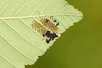 Leaf Beetle Larvae - Family Chrysomelidae, Chrysomela sp. Small leaf beetle larvae skeletonizing alder leaves (Alnus sp.). They were black dorsally and yellowish ventrally. I have previously seen what I think are the adults (early last autumn) and they are small, dark blue beetles.<br />
<br />
https://vimeo.com/716872734<br />
<br />
Habitat: Mesic, mixed forest<br />
https://www.jungledragon.com/image/136038/leaf_beetle_larvae_-_family_chrysomelidae.html<br />
https://www.jungledragon.com/image/136037/leaf_beetle_larvae_-_family_chrysomelidae.html<br />
https://www.jungledragon.com/image/136035/leaf_beetle_larvae_-_family_chrysomelidae.html<br />
https://www.jungledragon.com/image/136036/leaf_beetle_larvae_-_family_chrysomelidae.html Alnus,Chrysomela,Chrysomelidae,Geotagged,Spring,United States,alder,beetle,beetle larvae,coleoptera,larvae,leaf beetle larvae