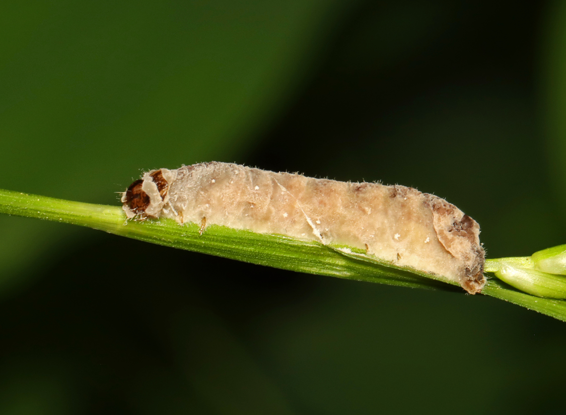 Caterpillar Cadaver Infected with Parasitic Fungus - Order Entomophthorales This caterpillar was very dead and completely engulfed in fungus.<br />
<br />
Habitat: Mixed forest Geotagged,Spring,United States,caterpillar,entomopathogen,entomophthorales,fungus,parasitic fungus