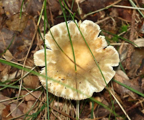 Crusty Russula - Russula crustosa Habitat: Mixed forest
https://www.jungledragon.com/image/136042/crusty_russula_-_russula_crustosa.html
https://www.jungledragon.com/image/136044/crusty_russula_-_russula_crustosa.html
https://www.jungledragon.com/image/136043/crusty_russula_-_russula_crustosa.html
 Crusty Russula,Geotagged,Russula crustosa,Summer,United States,fungus,mushroom,russula
