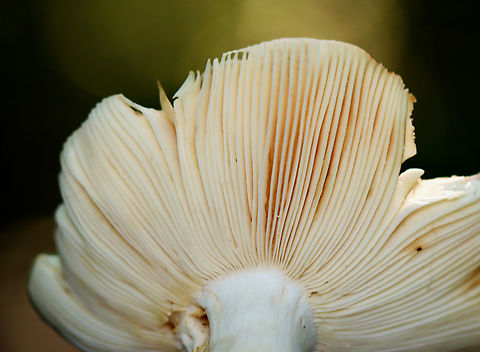 Crusty Russula - Russula crustosa Habitat: Mixed forest
https://www.jungledragon.com/image/136042/crusty_russula_-_russula_crustosa.html
https://www.jungledragon.com/image/136044/crusty_russula_-_russula_crustosa.html
https://www.jungledragon.com/image/136043/crusty_russula_-_russula_crustosa.html
 Crusty Russula,Geotagged,Russula crustosa,Summer,United States