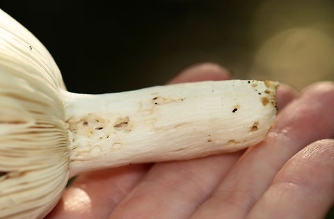 Crusty Russula - Russula crustosa Habitat: Mixed forest
https://www.jungledragon.com/image/136042/crusty_russula_-_russula_crustosa.html
https://www.jungledragon.com/image/136044/crusty_russula_-_russula_crustosa.html
https://www.jungledragon.com/image/136043/crusty_russula_-_russula_crustosa.html
 Crusty Russula,Geotagged,Russula crustosa,Summer,United States