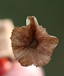 Mushroom - Family Omphalotaceae, possibly Collybiopsis villosipes? Brown cap, deep cream-colored gills, and a fuzzy brownish stipe.<br />
<br />
Habitat: Growing on a small piece of wood; mixed forest<br />
https://www.jungledragon.com/image/136046/mushroom_-_family_omphalotaceae_possibly_collybiopsis_villosipes.html Geotagged,Summer,United States